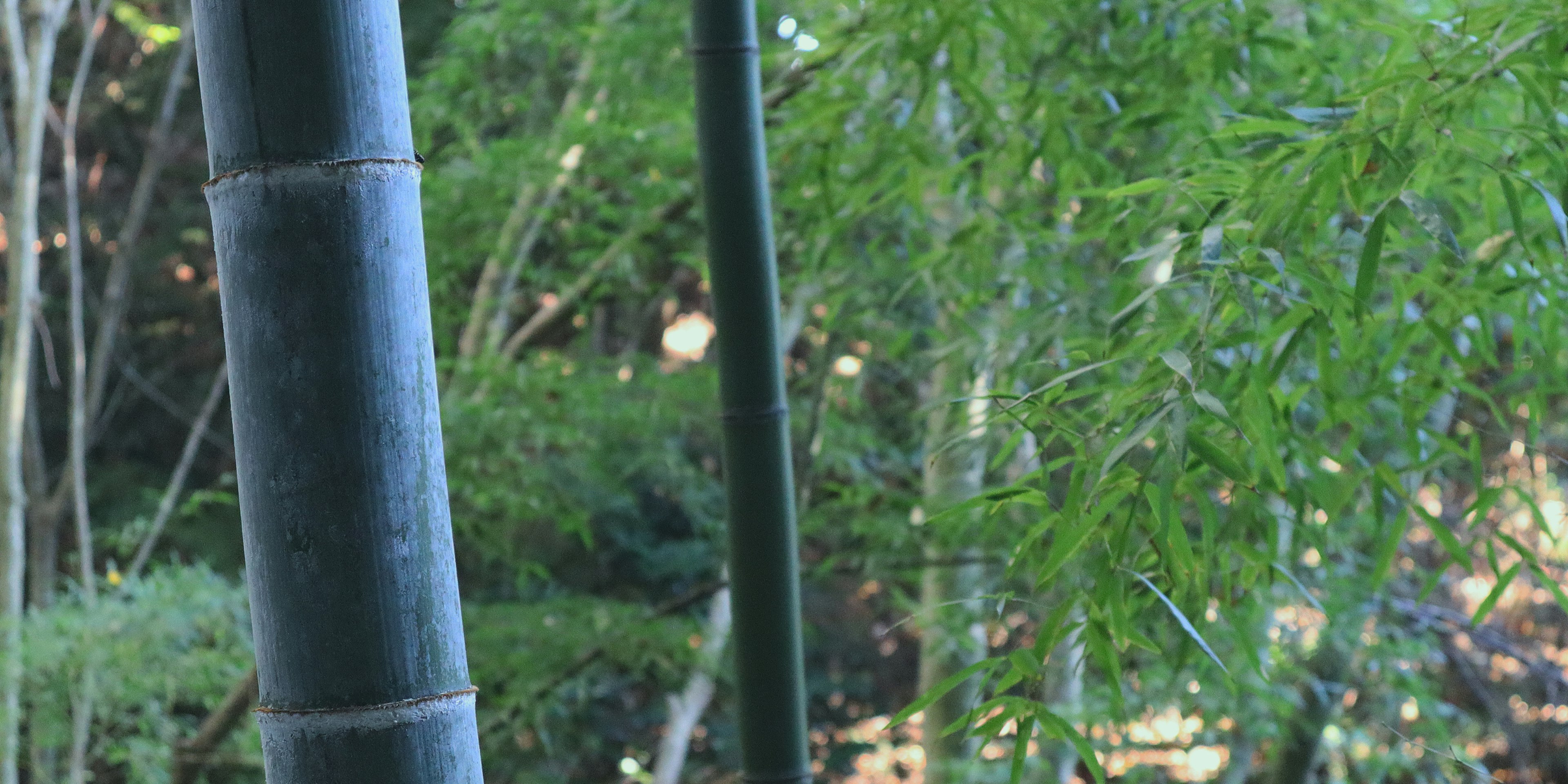 Bamboo stalks standing in a green bamboo forest