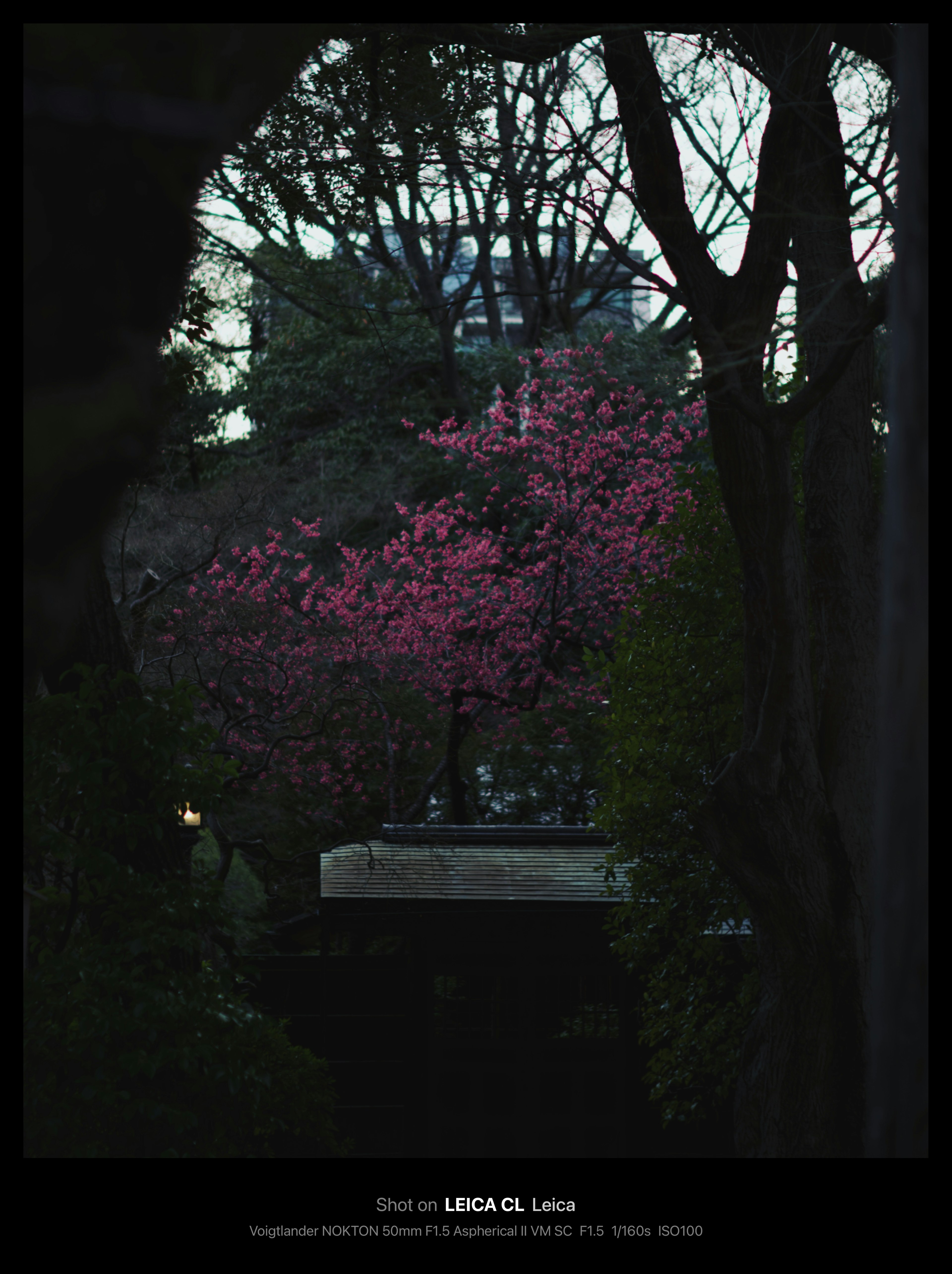 Silhouette of trees with blooming cherry blossoms against a dark background