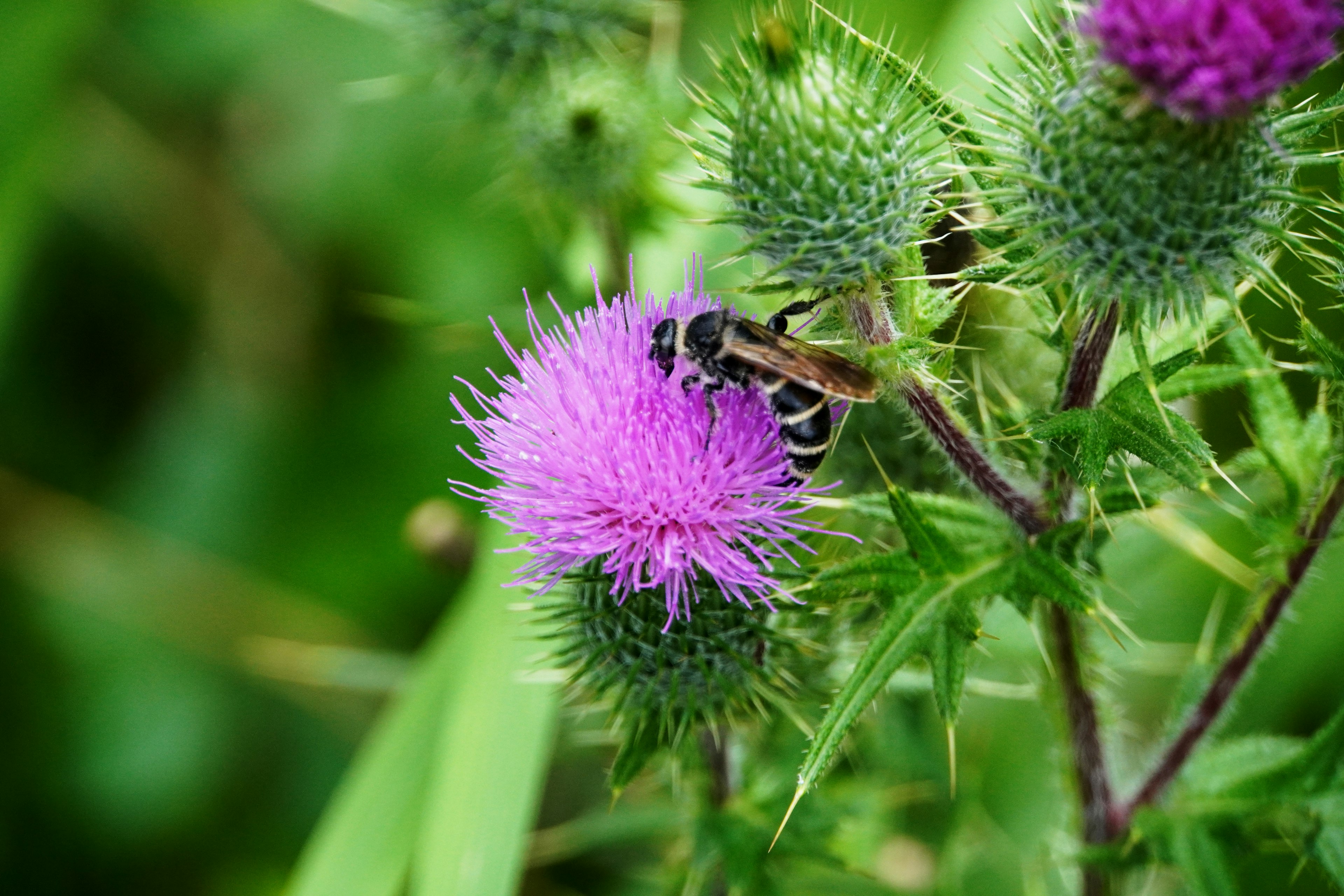 Abeille sur une fleur de chardon violet entourée de feuilles vertes