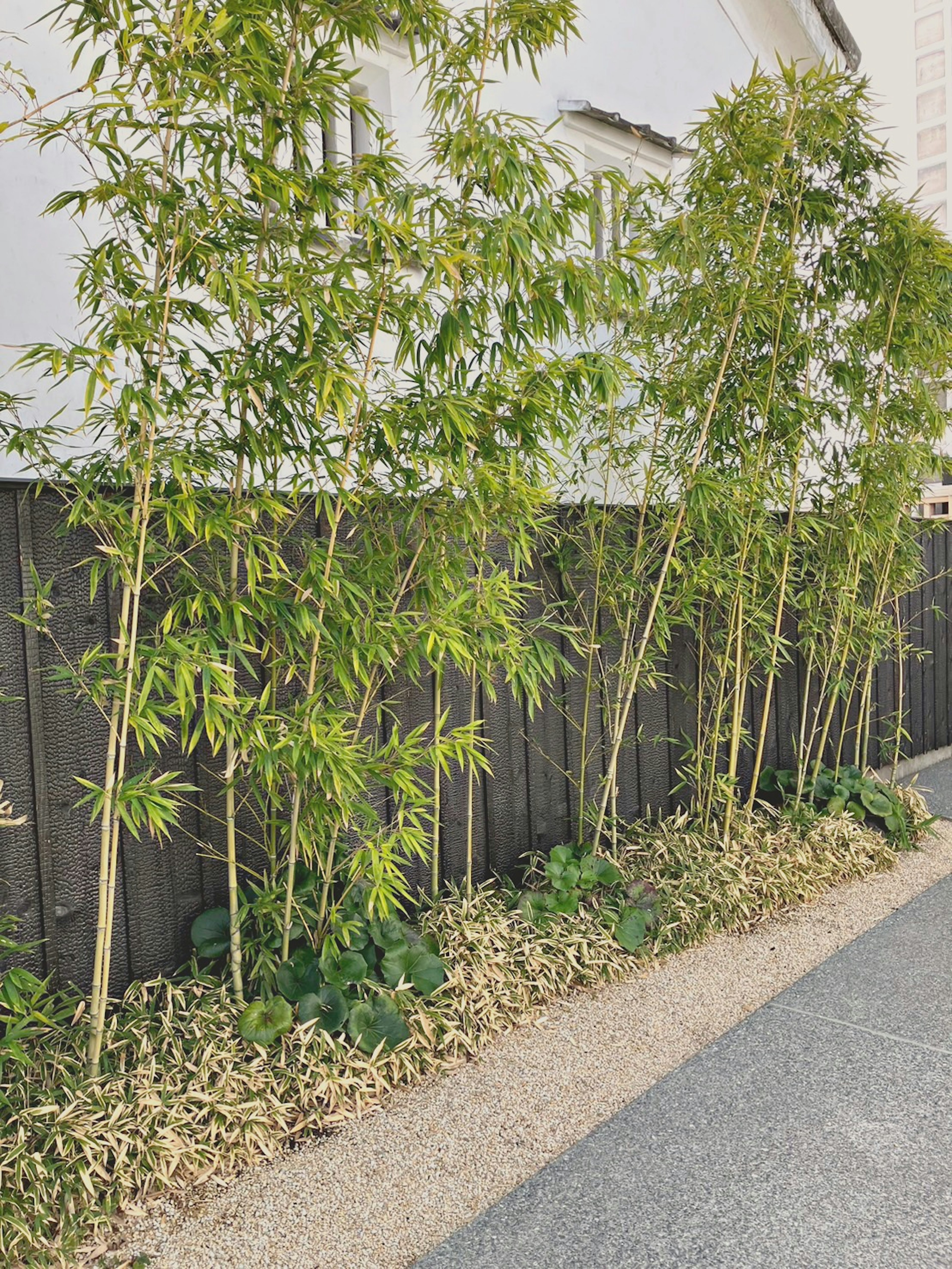 Una fila de plantas de bambú al lado de un camino