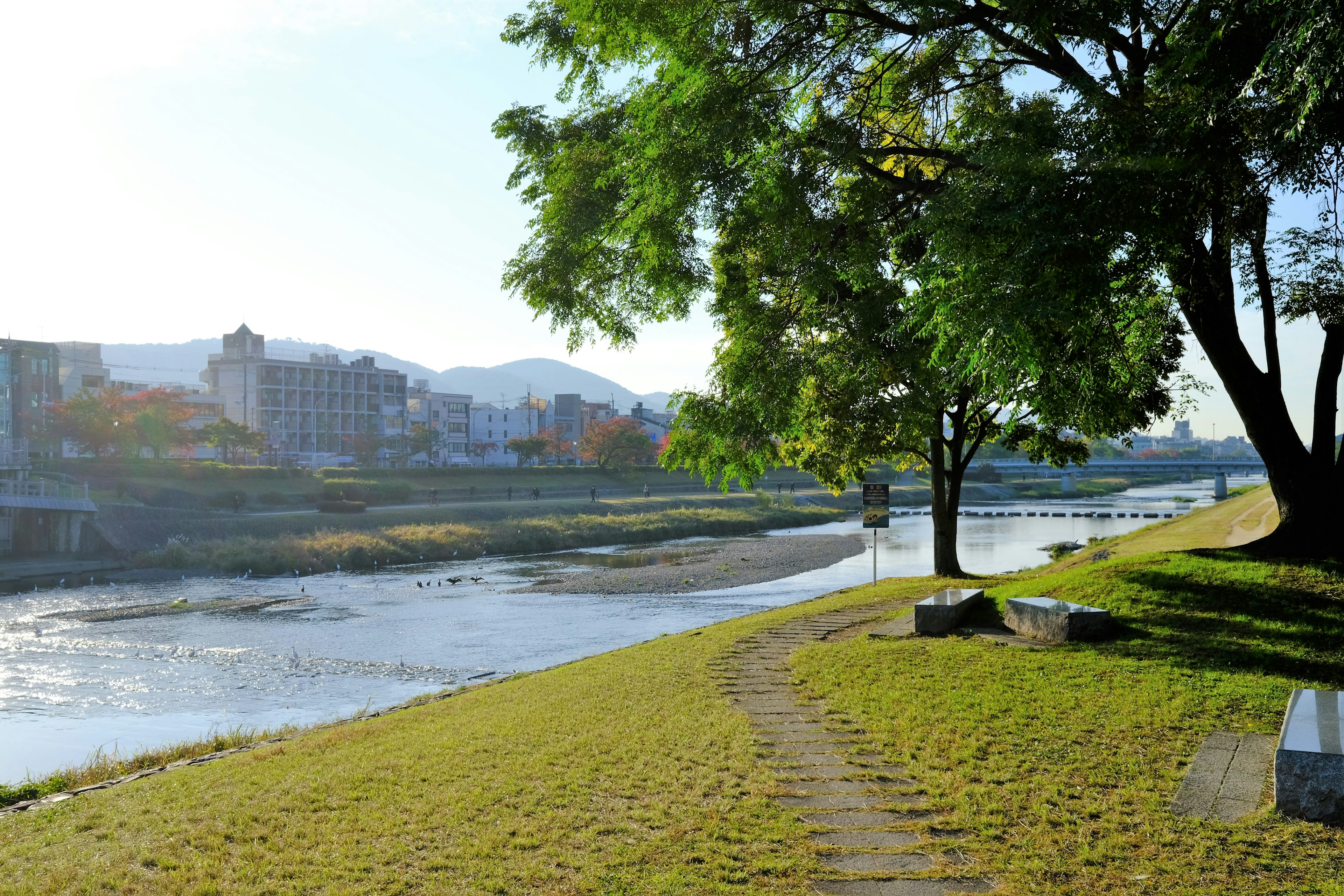 Scène tranquille au bord de la rivière avec des arbres verts et un chemin de promenade