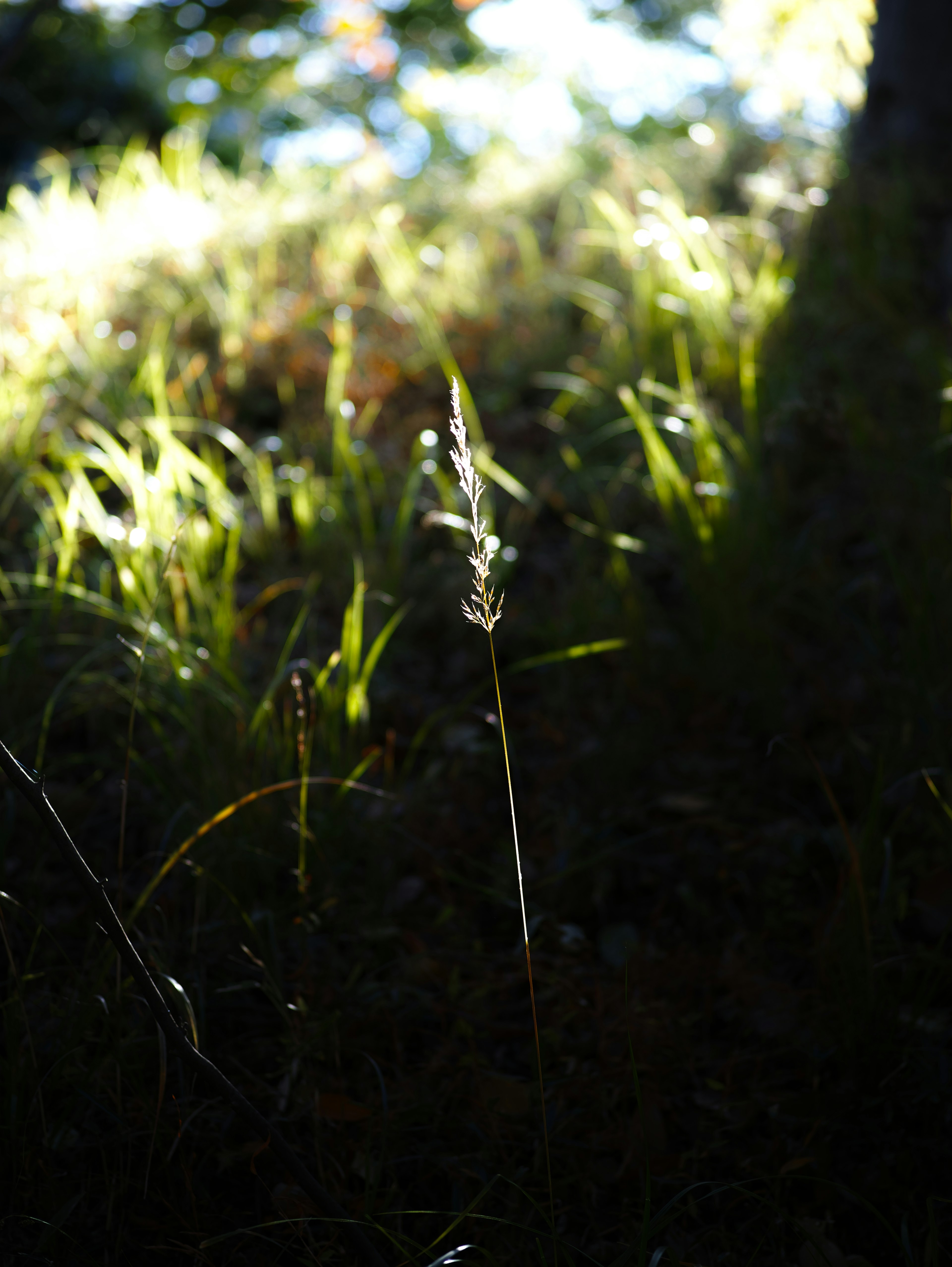 Une tige d'herbe lumineuse éclairée contre un fond sombre