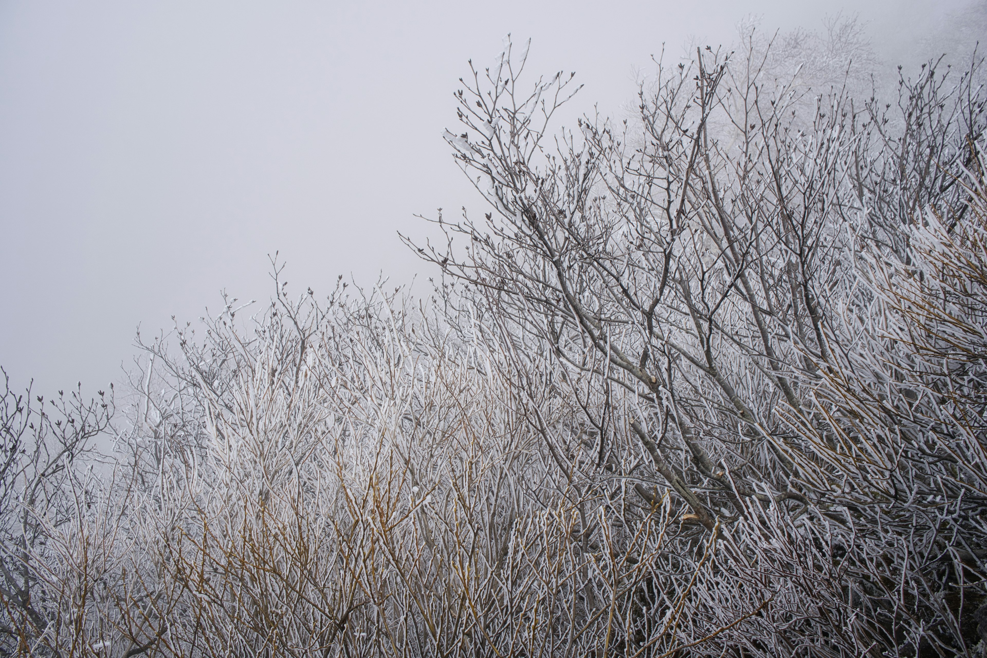 Gefrorene Äste im Nebel