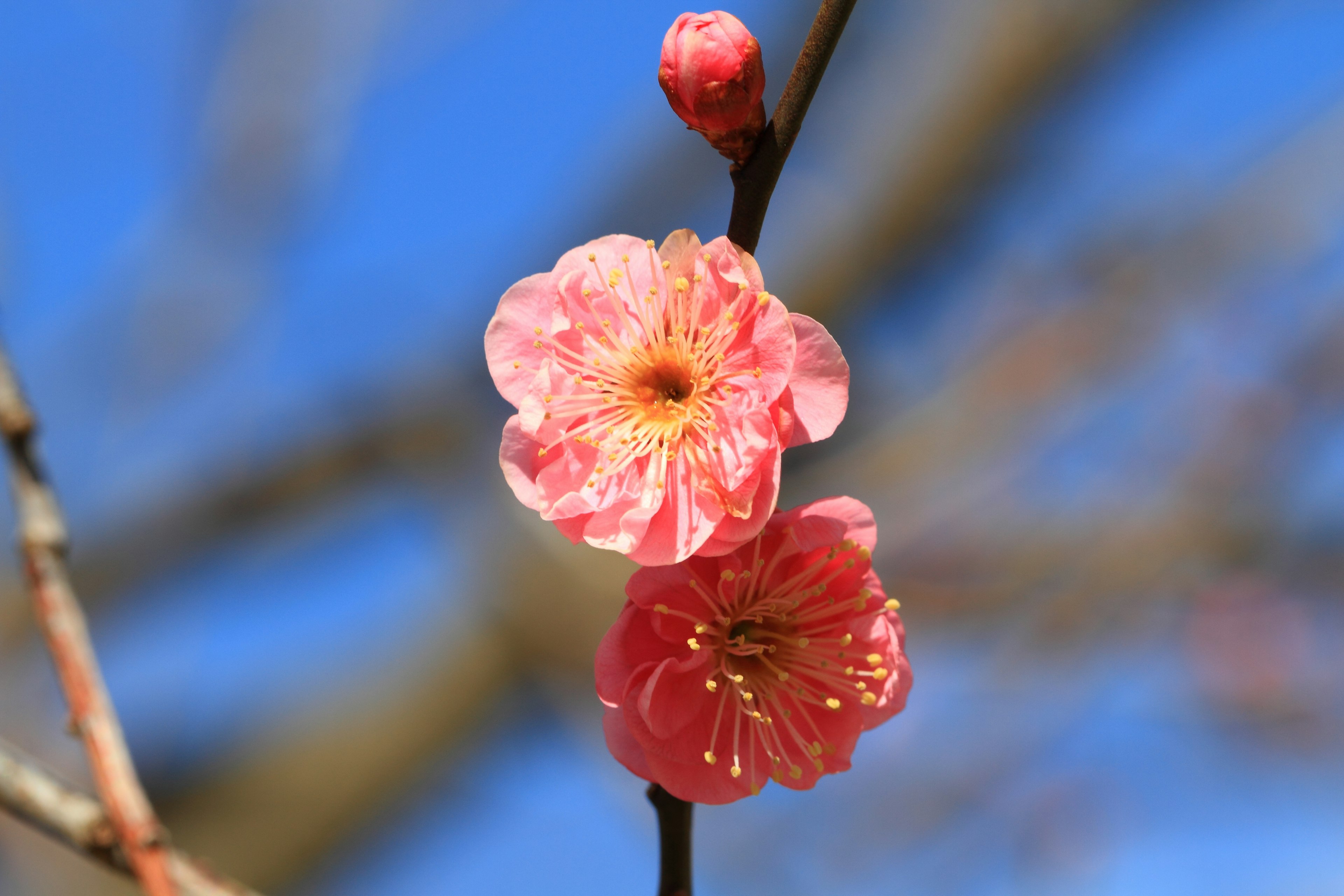 Plum blossoms blooming against a blue sky