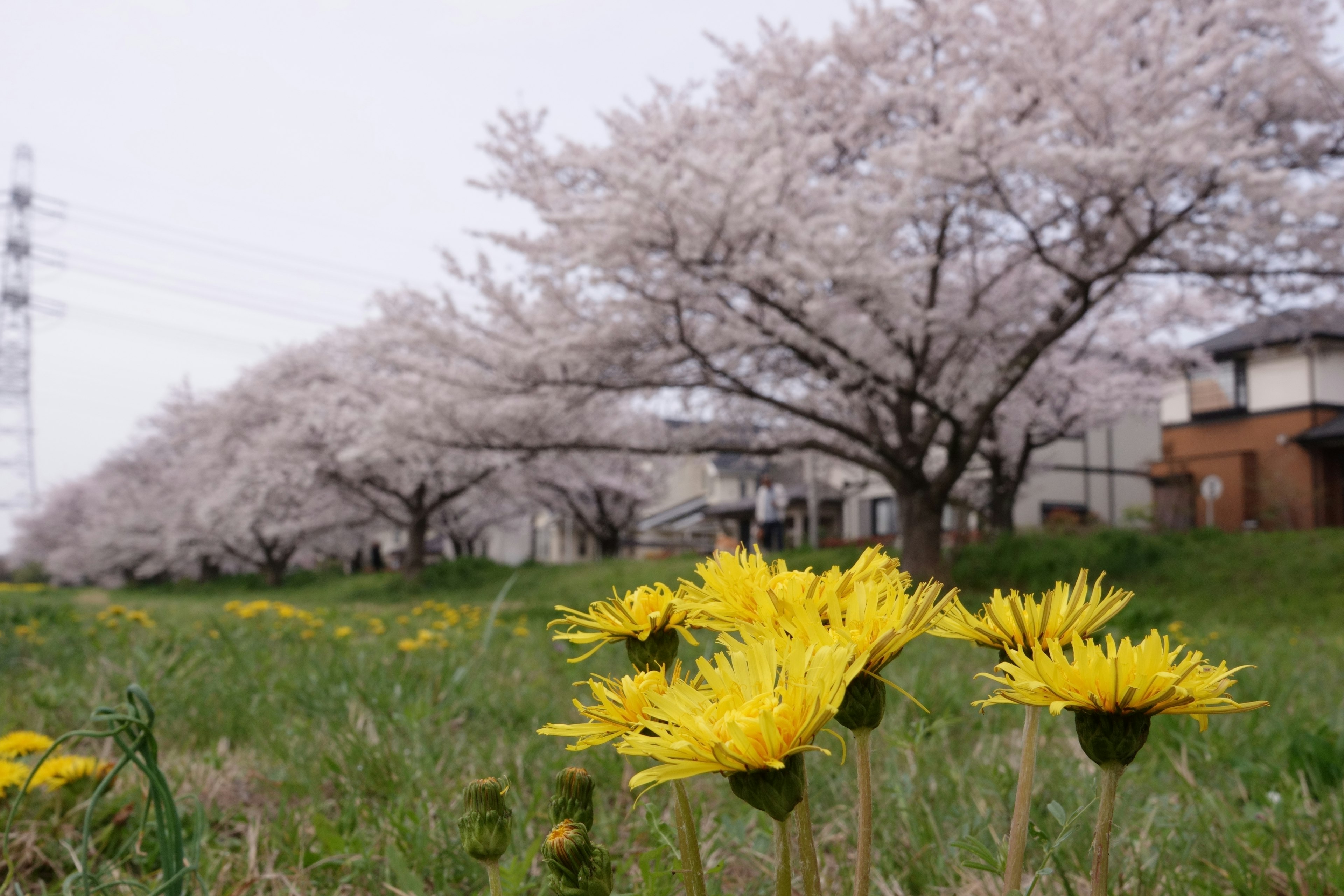 Spring scene with blooming cherry blossom trees and yellow flowers in the foreground