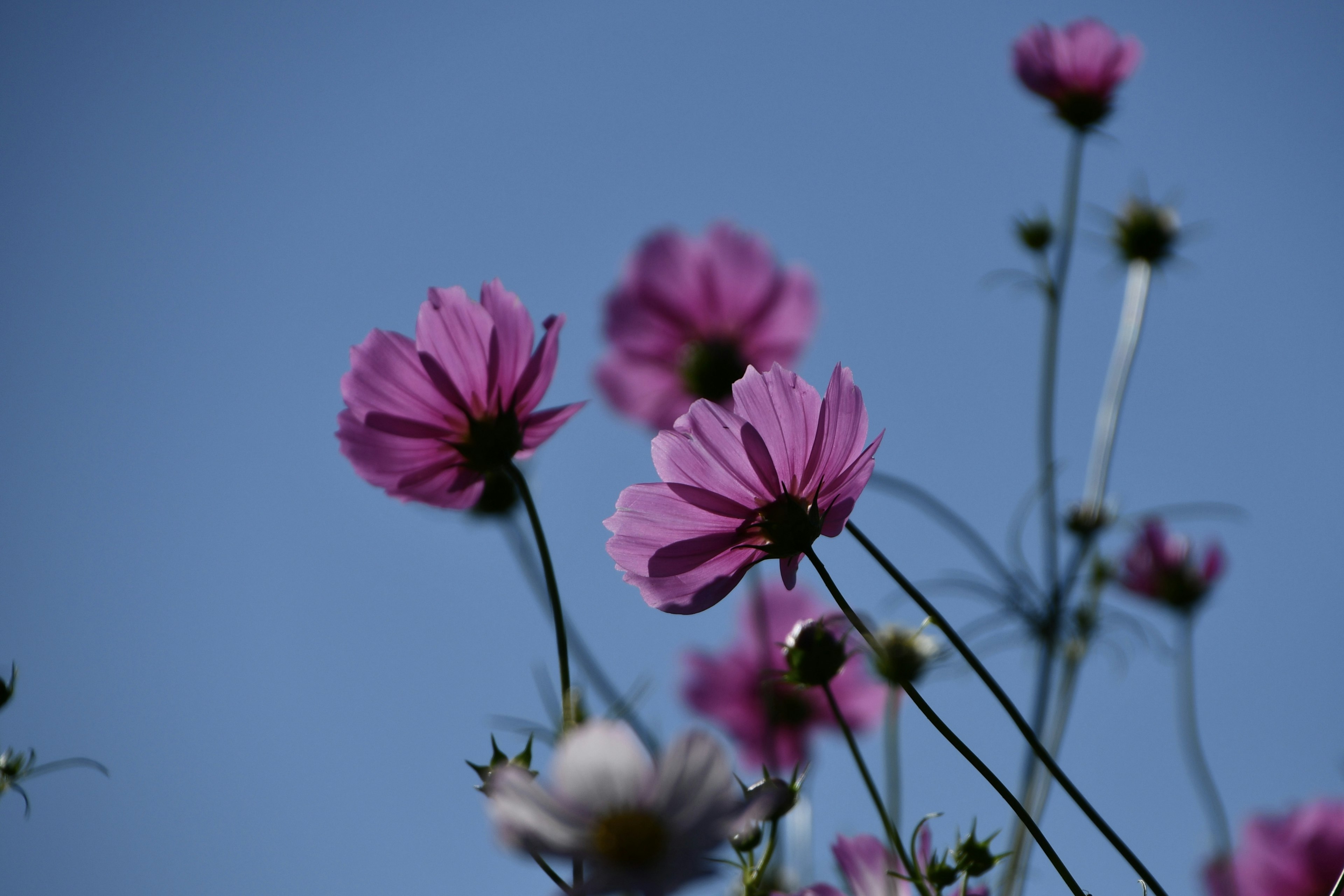 Gros plan de fleurs roses sur fond de ciel bleu