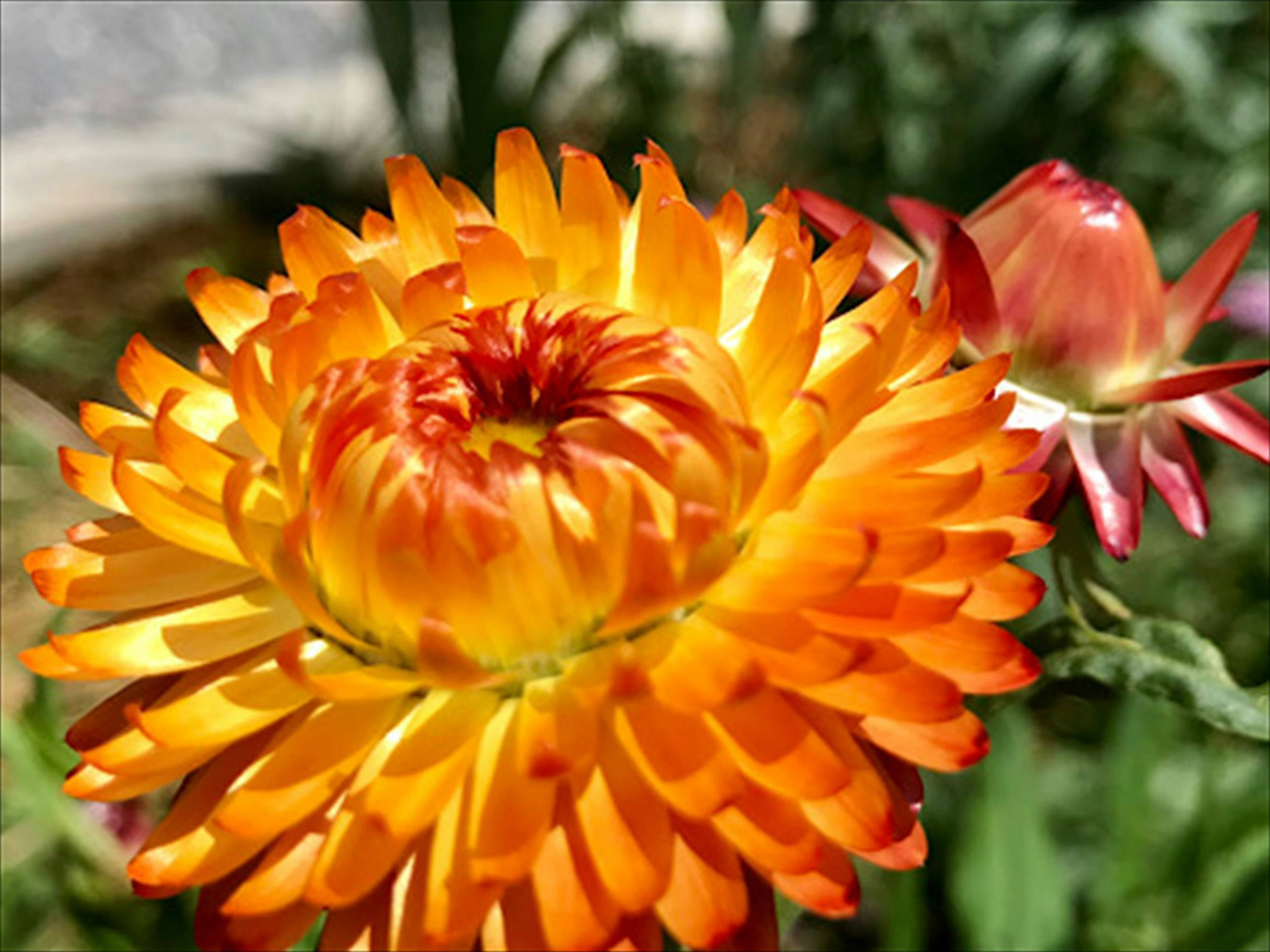 Fleur orange vif au centre avec de petites fleurs rouges autour