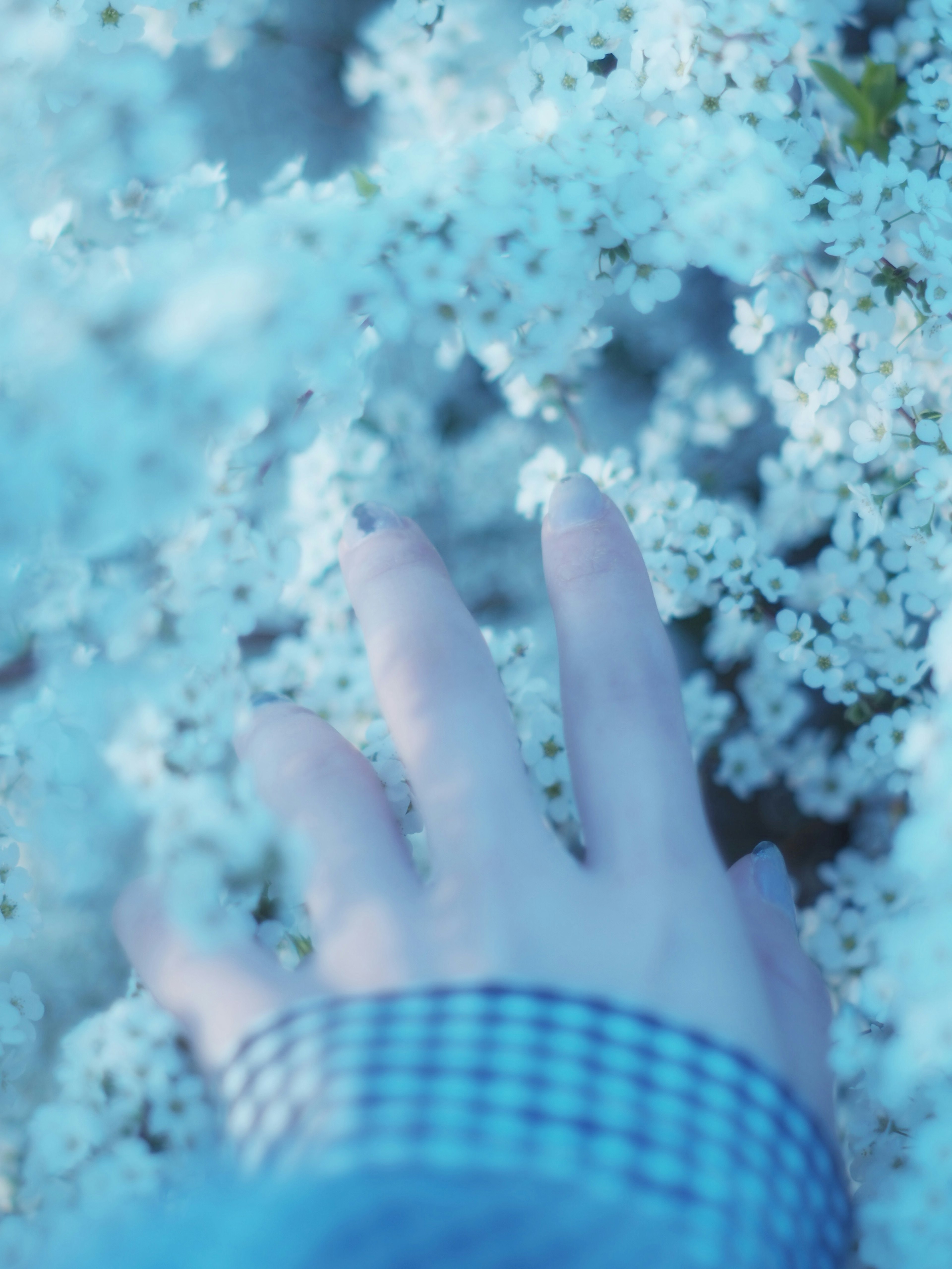 Primo piano di una mano che tocca fiori blu