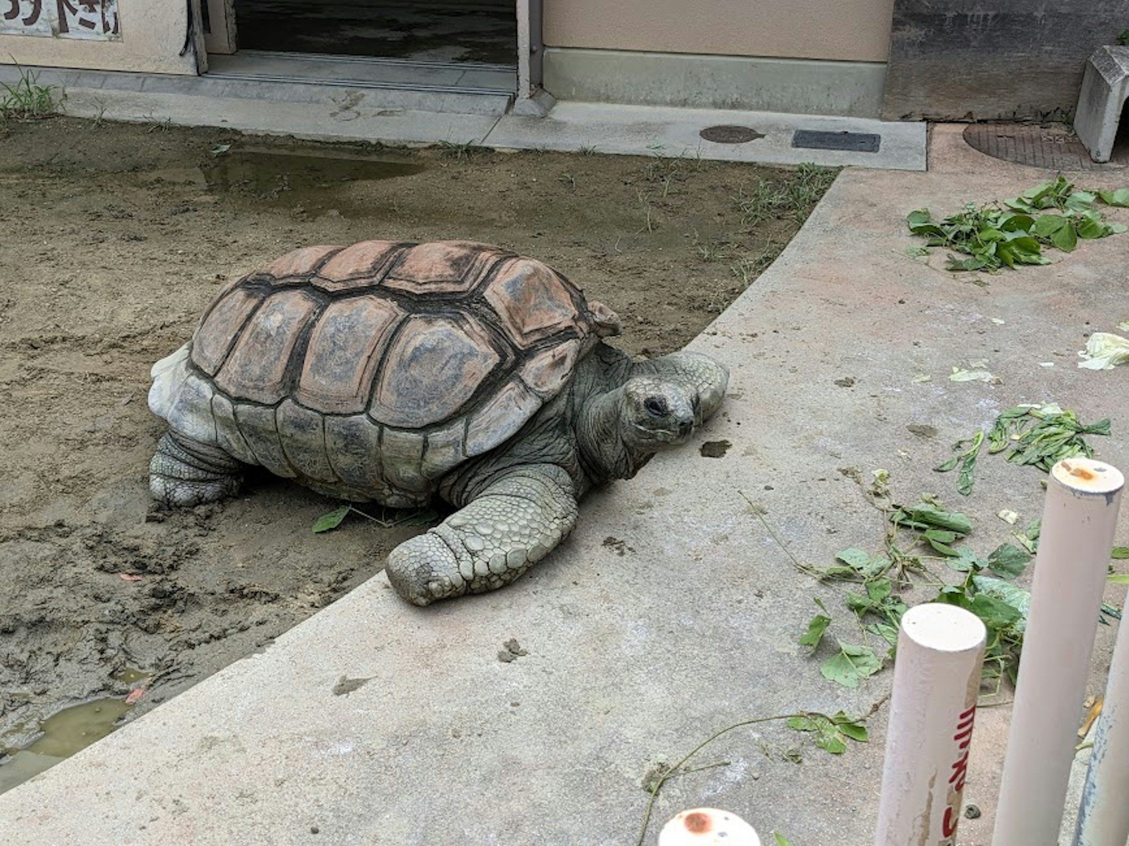 Une tortue se reposant sur le sol près d'un bâtiment