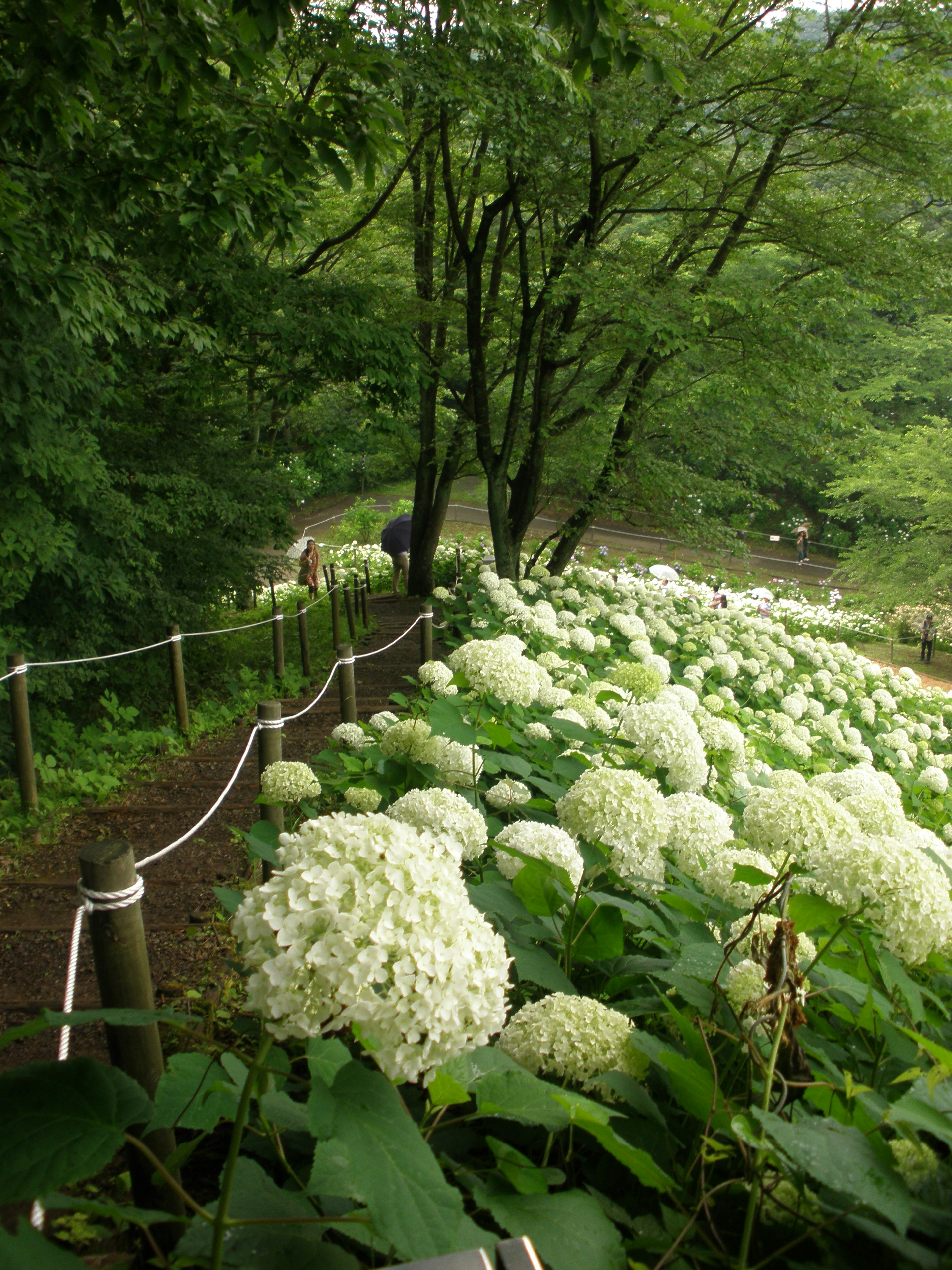 Sentiero fiancheggiato da ortensie bianche in fiore in un ambiente verdeggiante