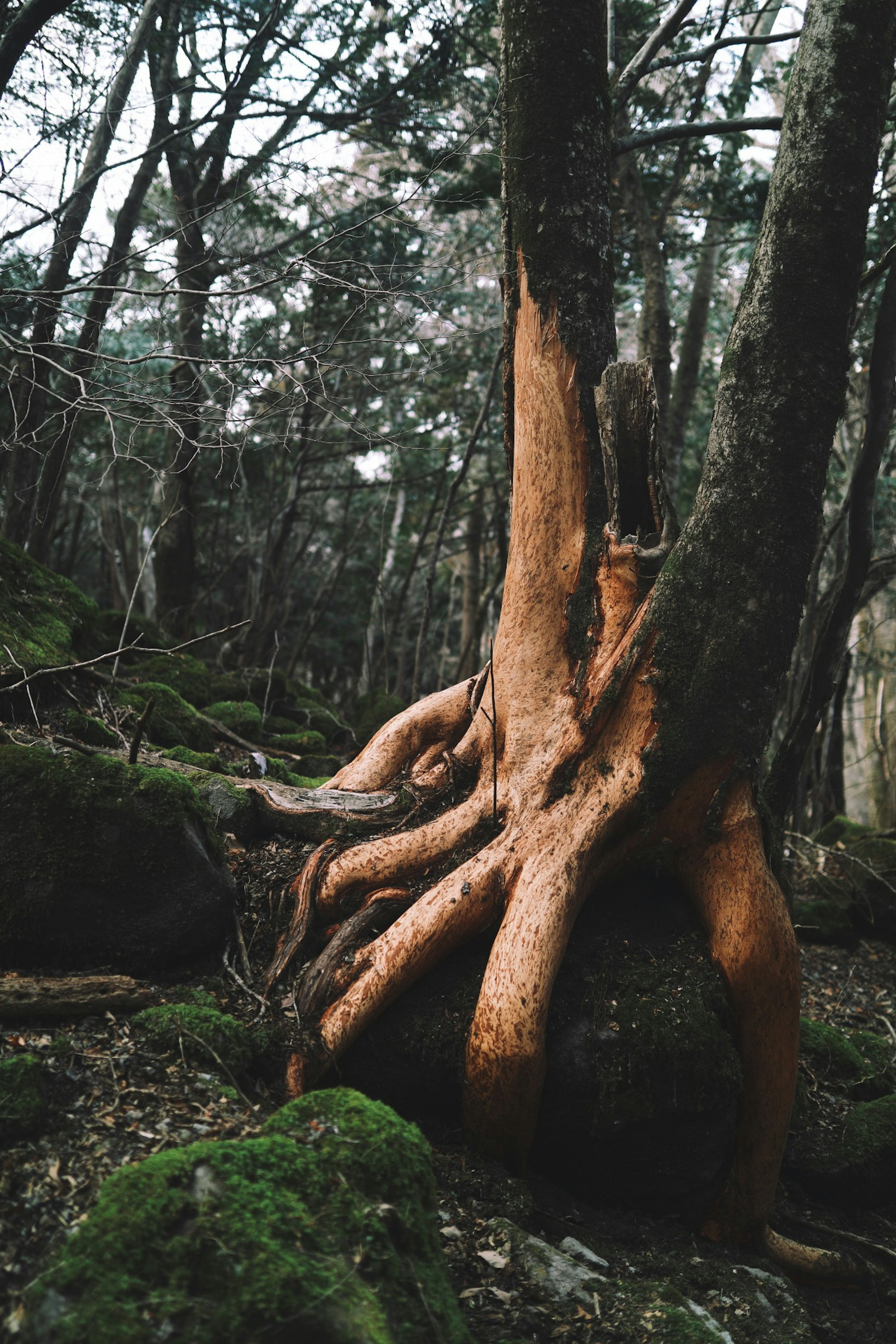 Image d'un tronc d'arbre de forme unique dans une forêt