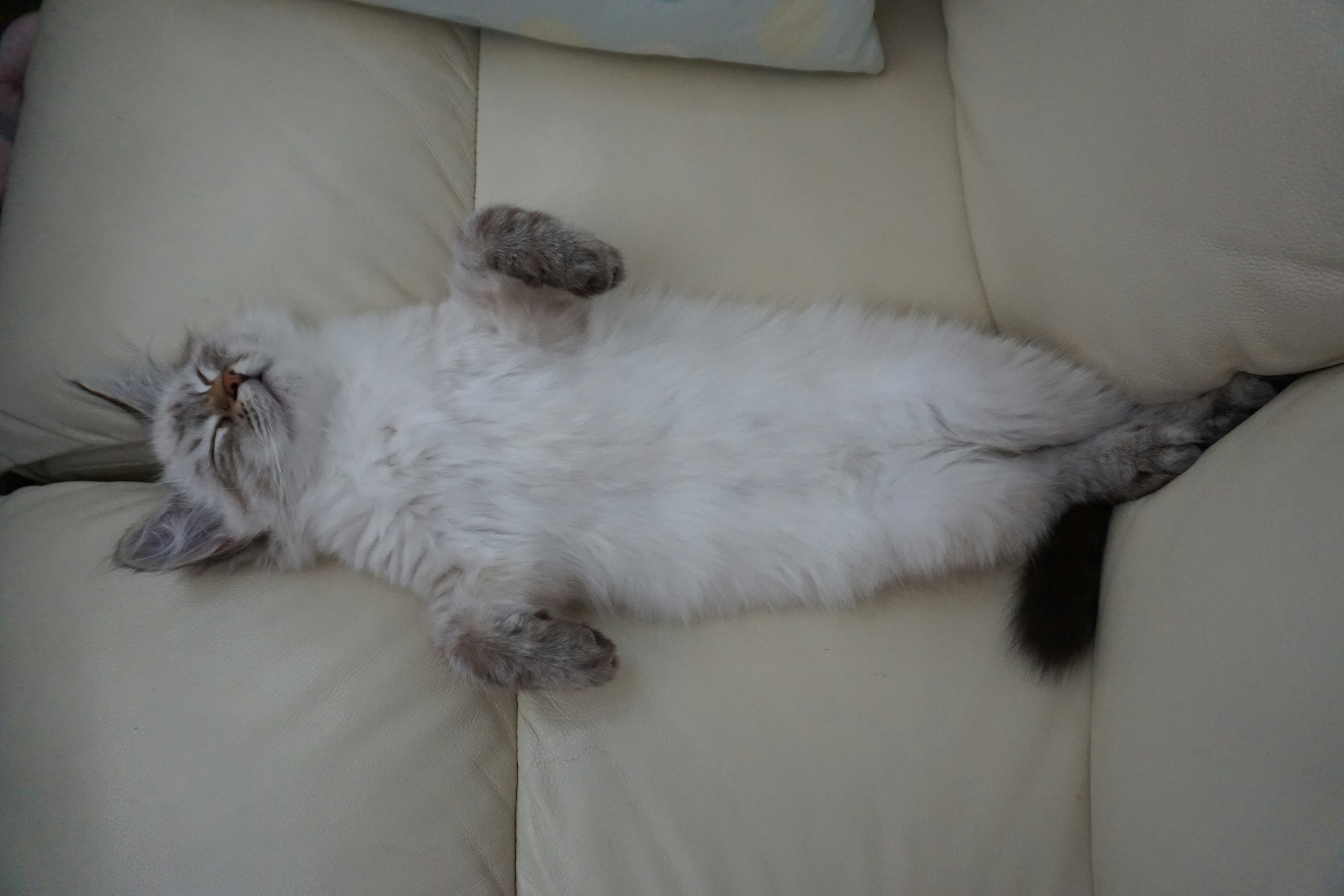 A white cat lying on its back on a sofa