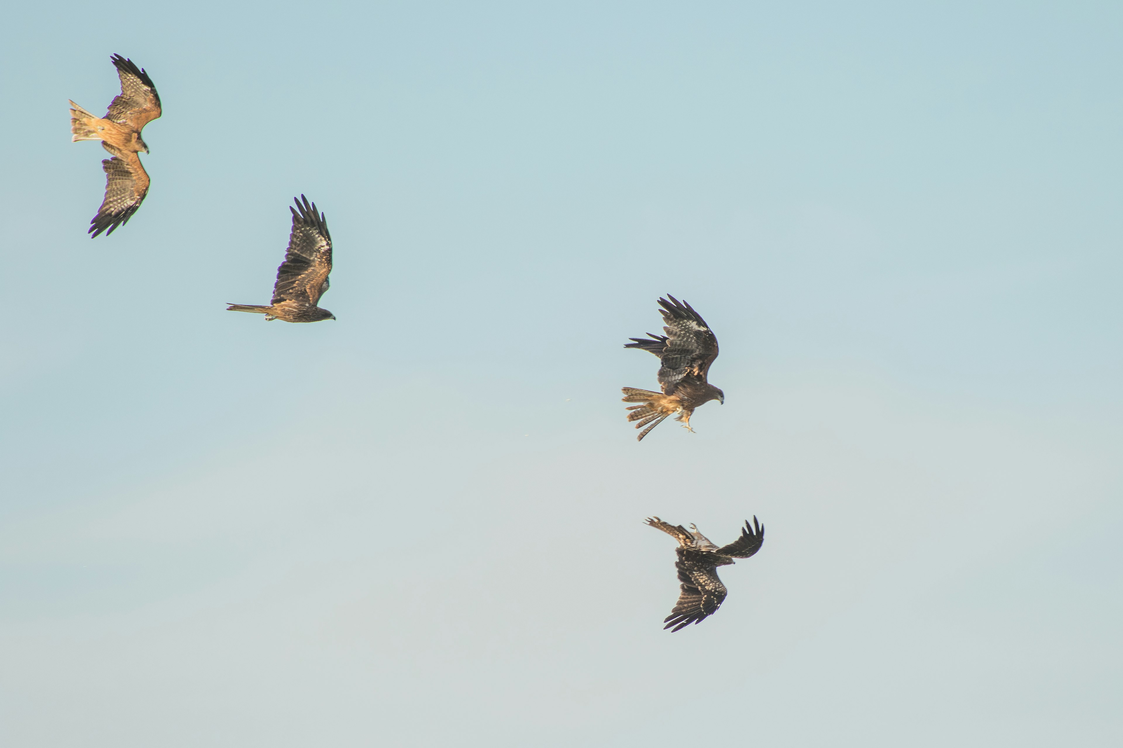 Un groupe de faucons planant dans le ciel