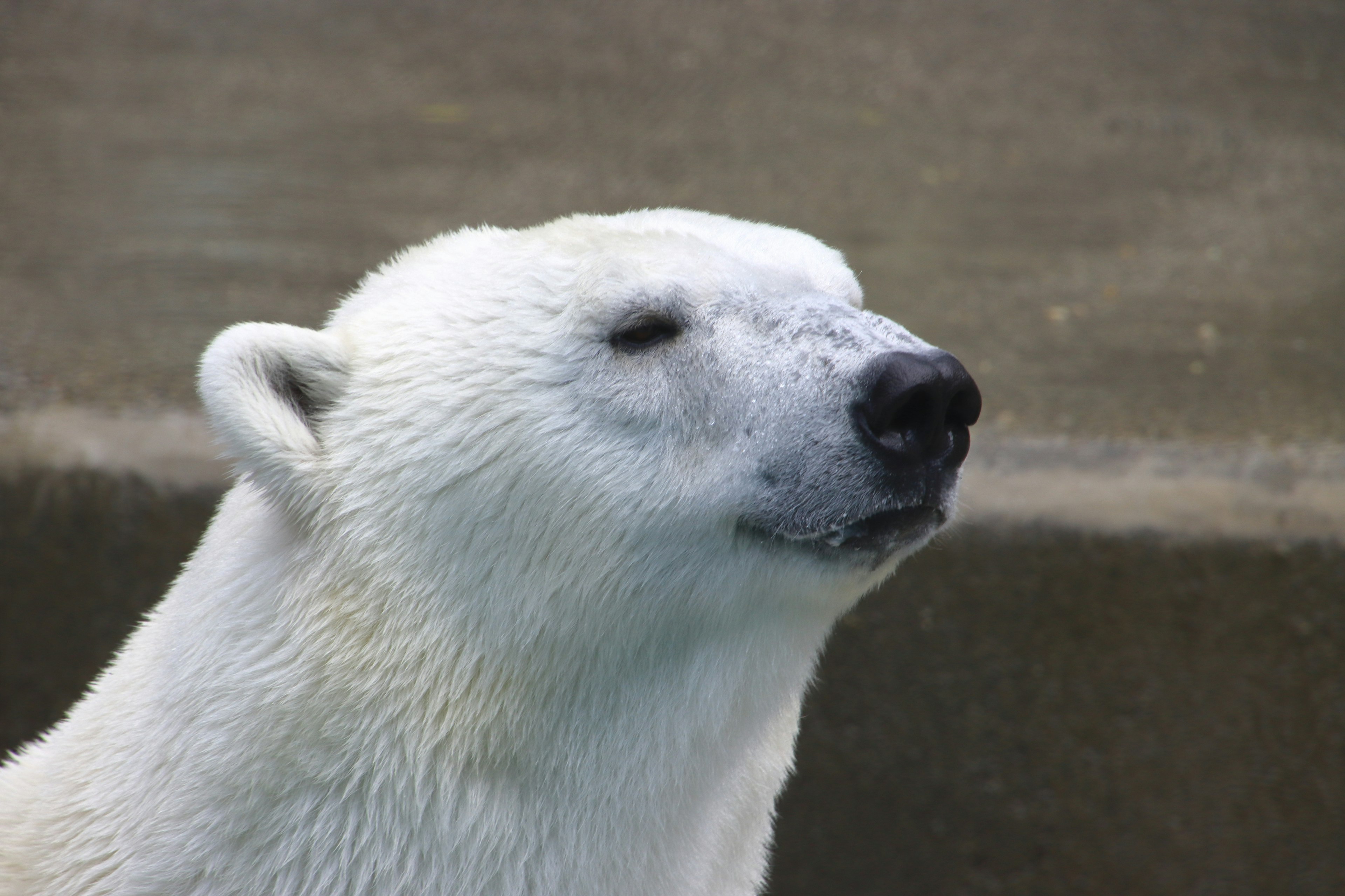 Gros plan sur le visage d'un ours polaire blanc et duveteux