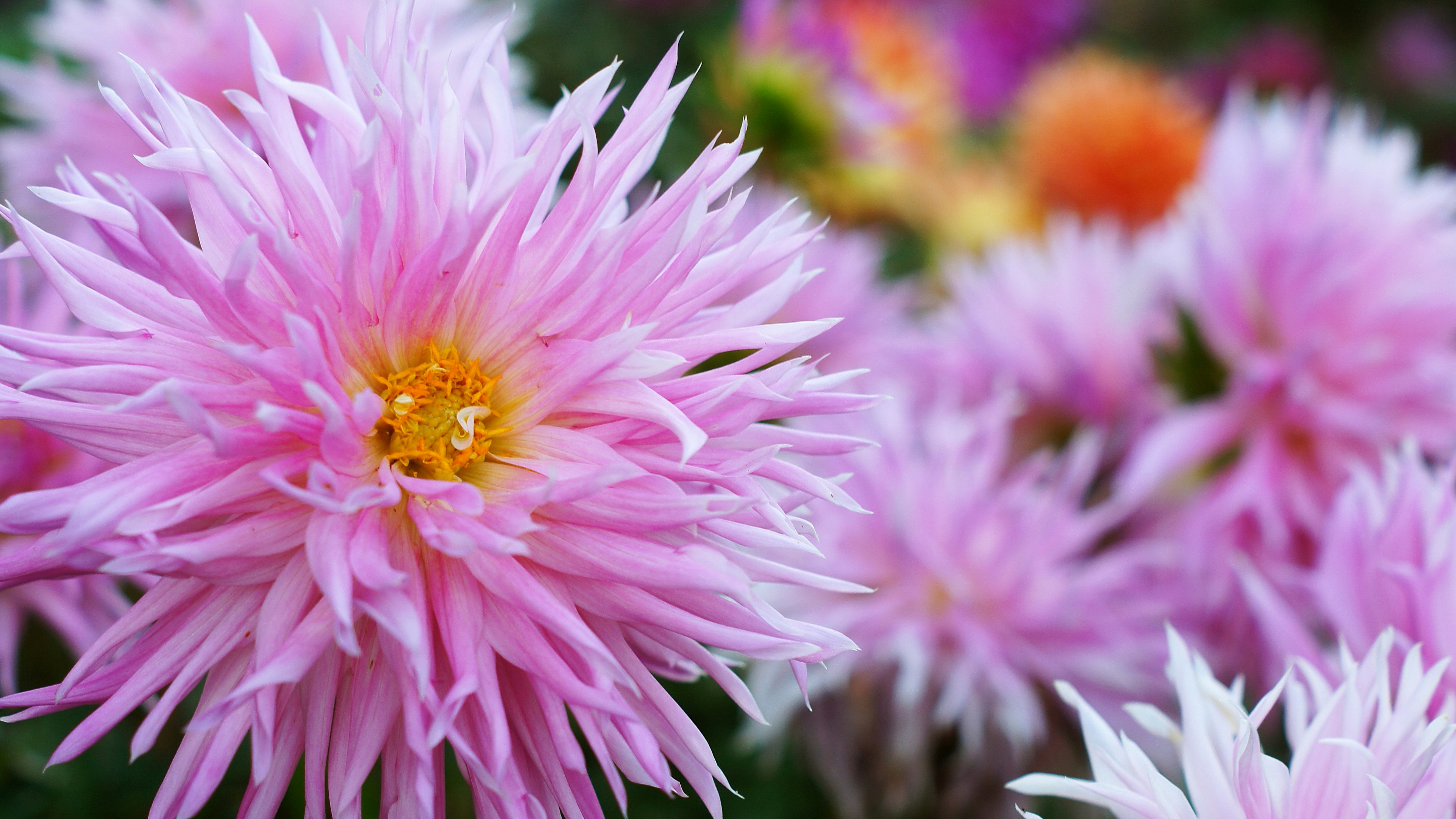 Gros plan de belles fleurs avec des pétales roses