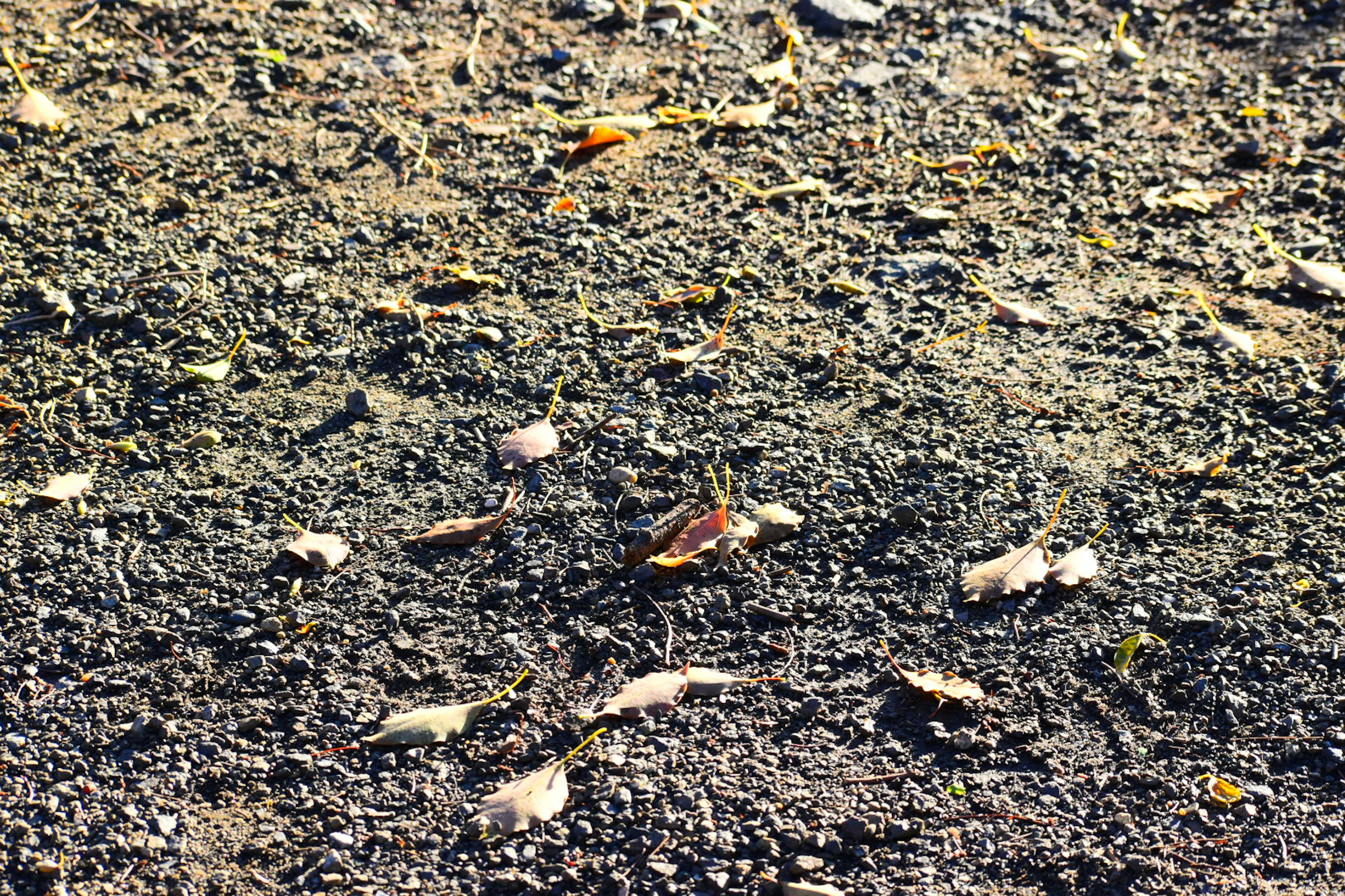 Un paysage avec des feuilles éparpillées sur le sol