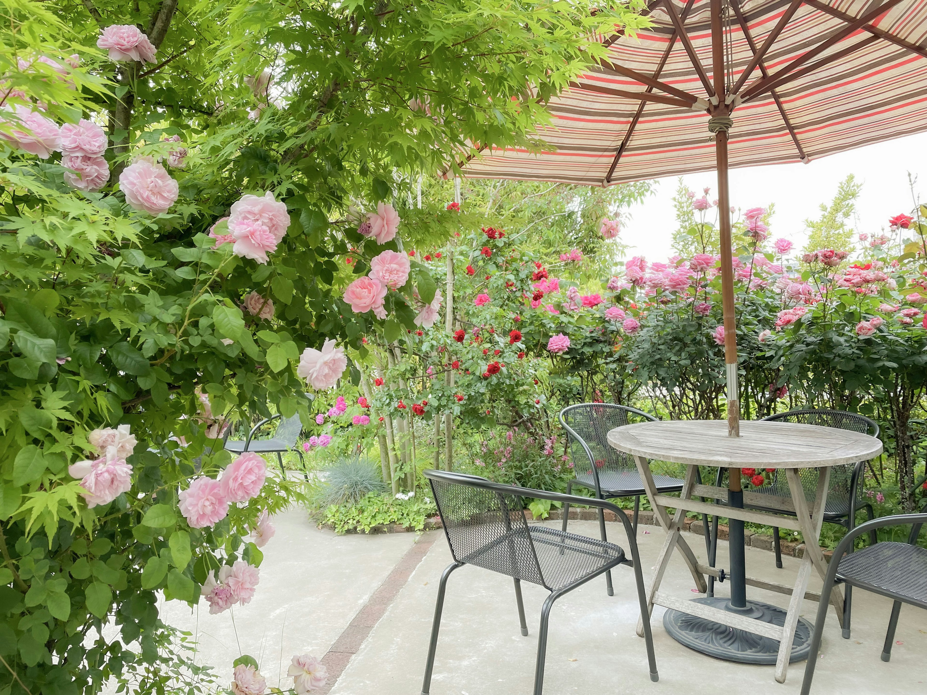 A serene garden scene with a table and chairs surrounded by blooming roses