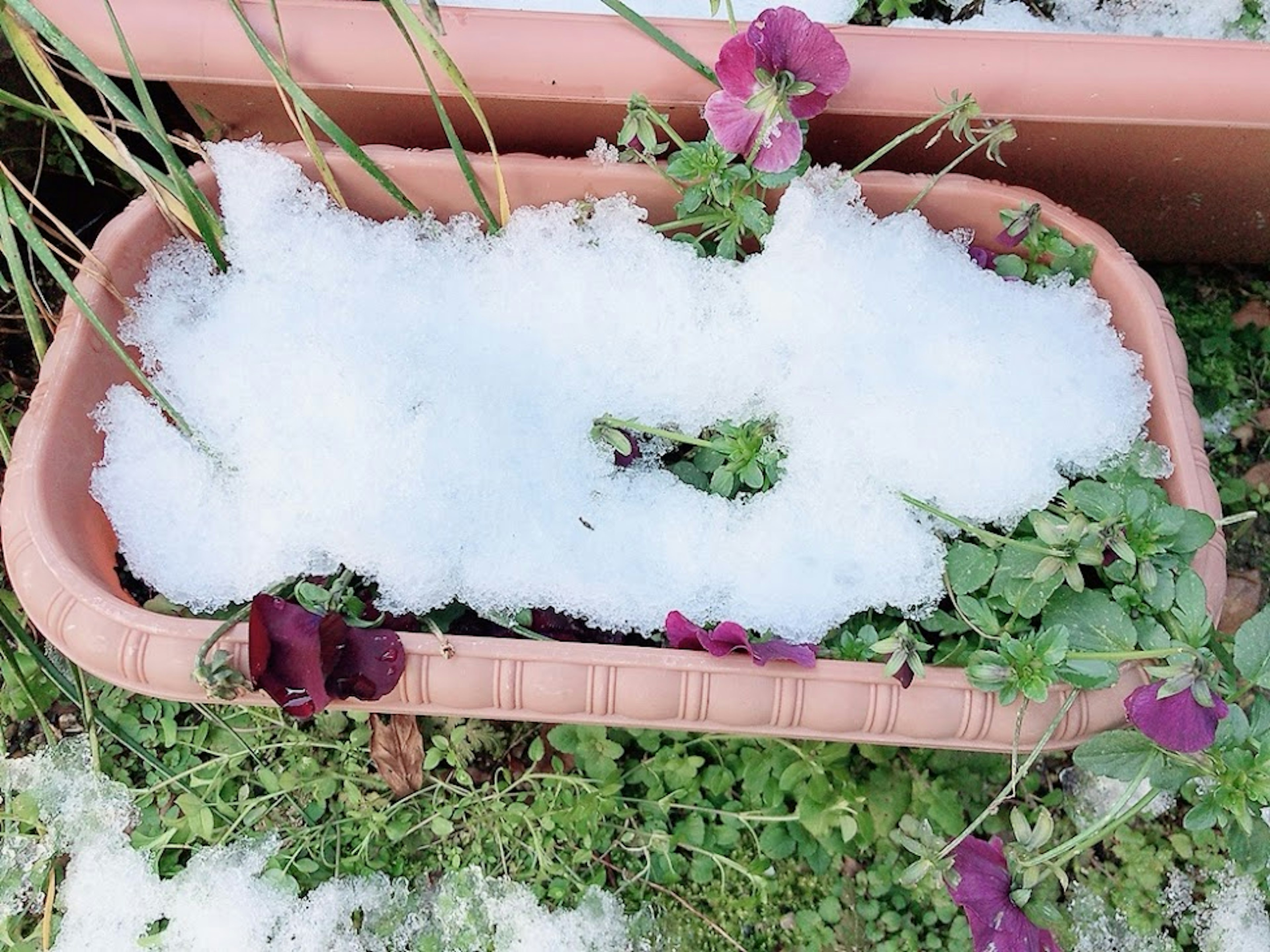 Planter covered with snow featuring purple flowers and green leaves