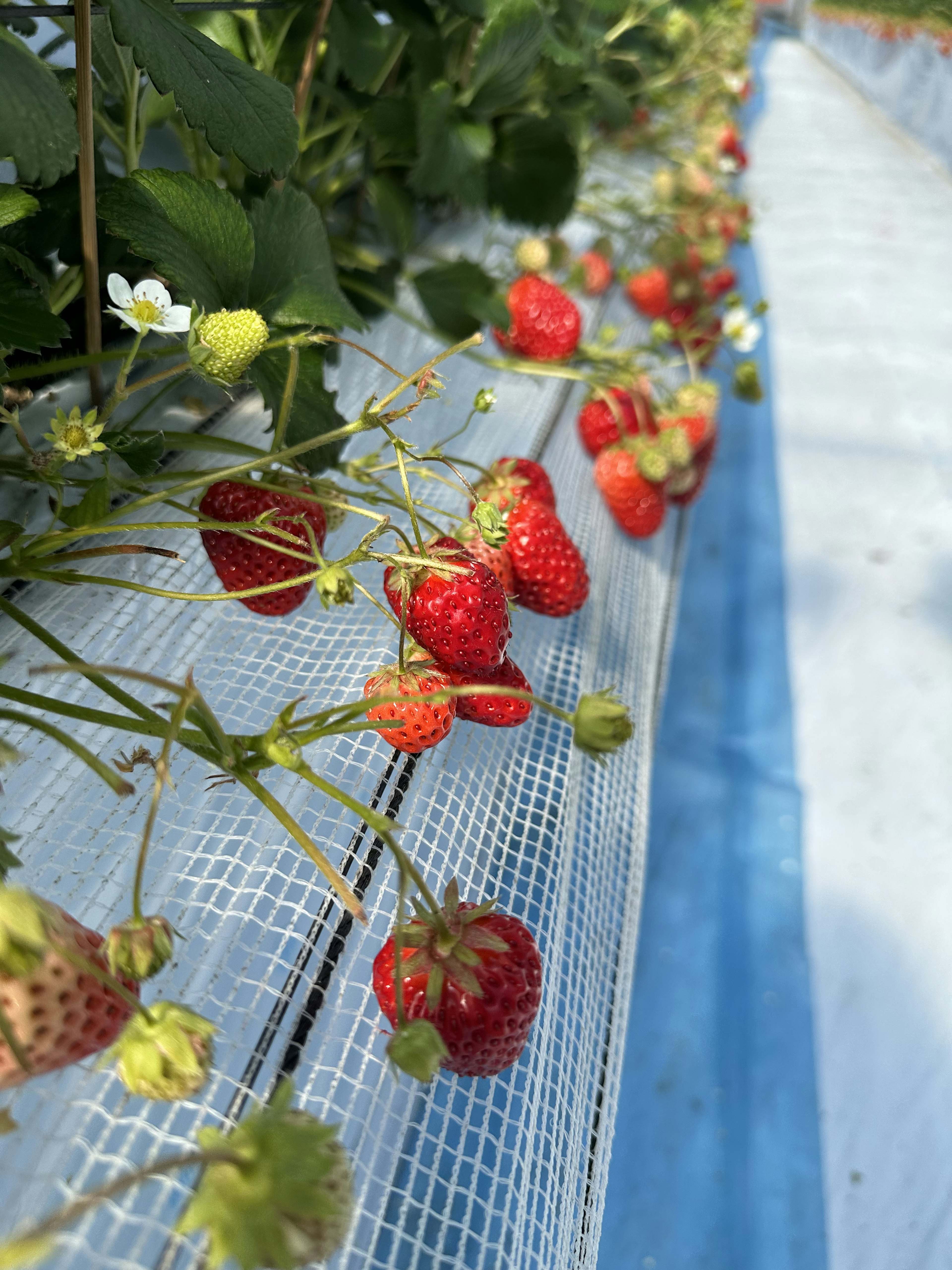 Image of strawberry plants in a greenhouse featuring bright red strawberries and green leaves