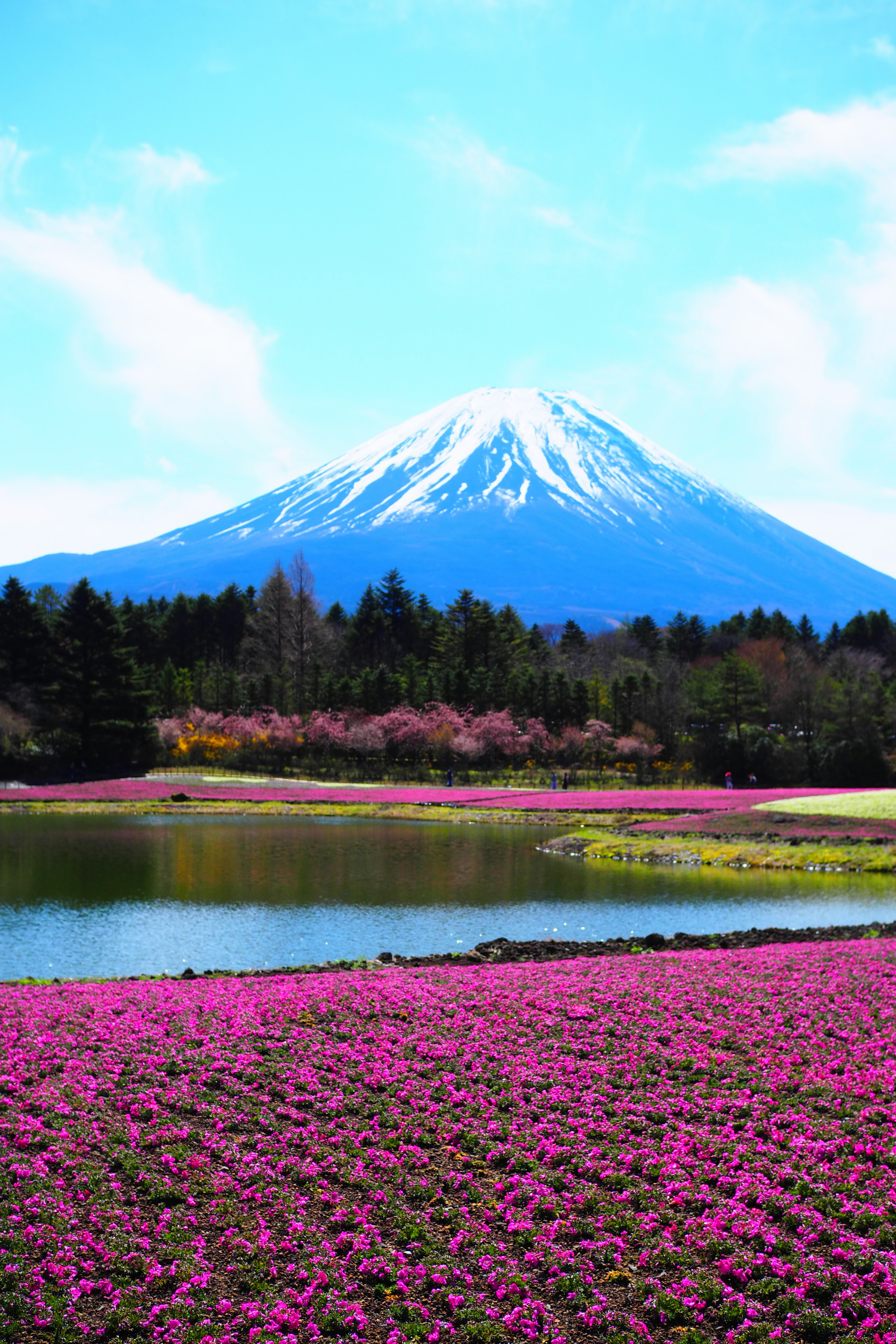 Vista panoramica del monte Fuji con campi di fiori vibranti in primo piano