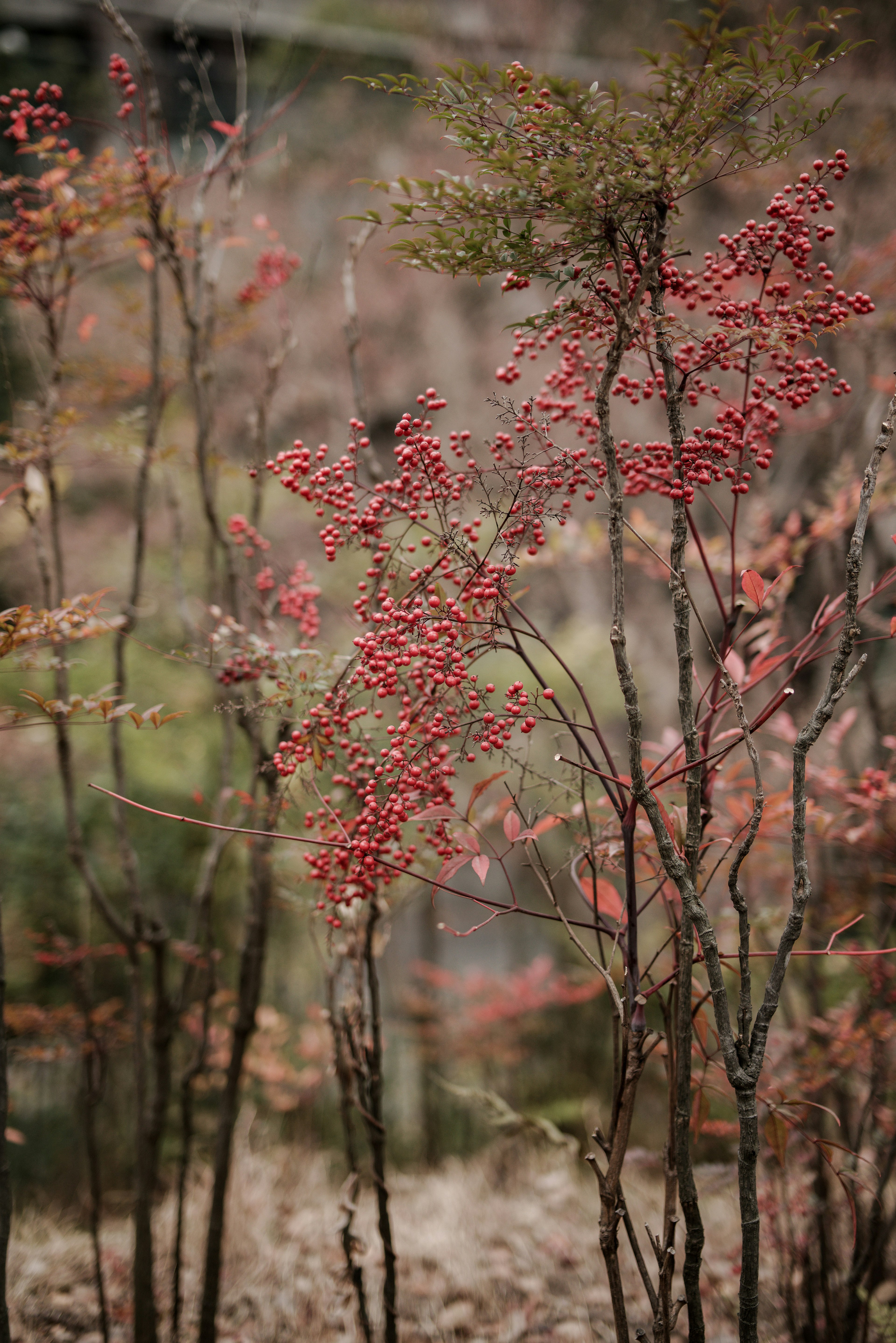 Close-up of trees with autumn leaves and red berries