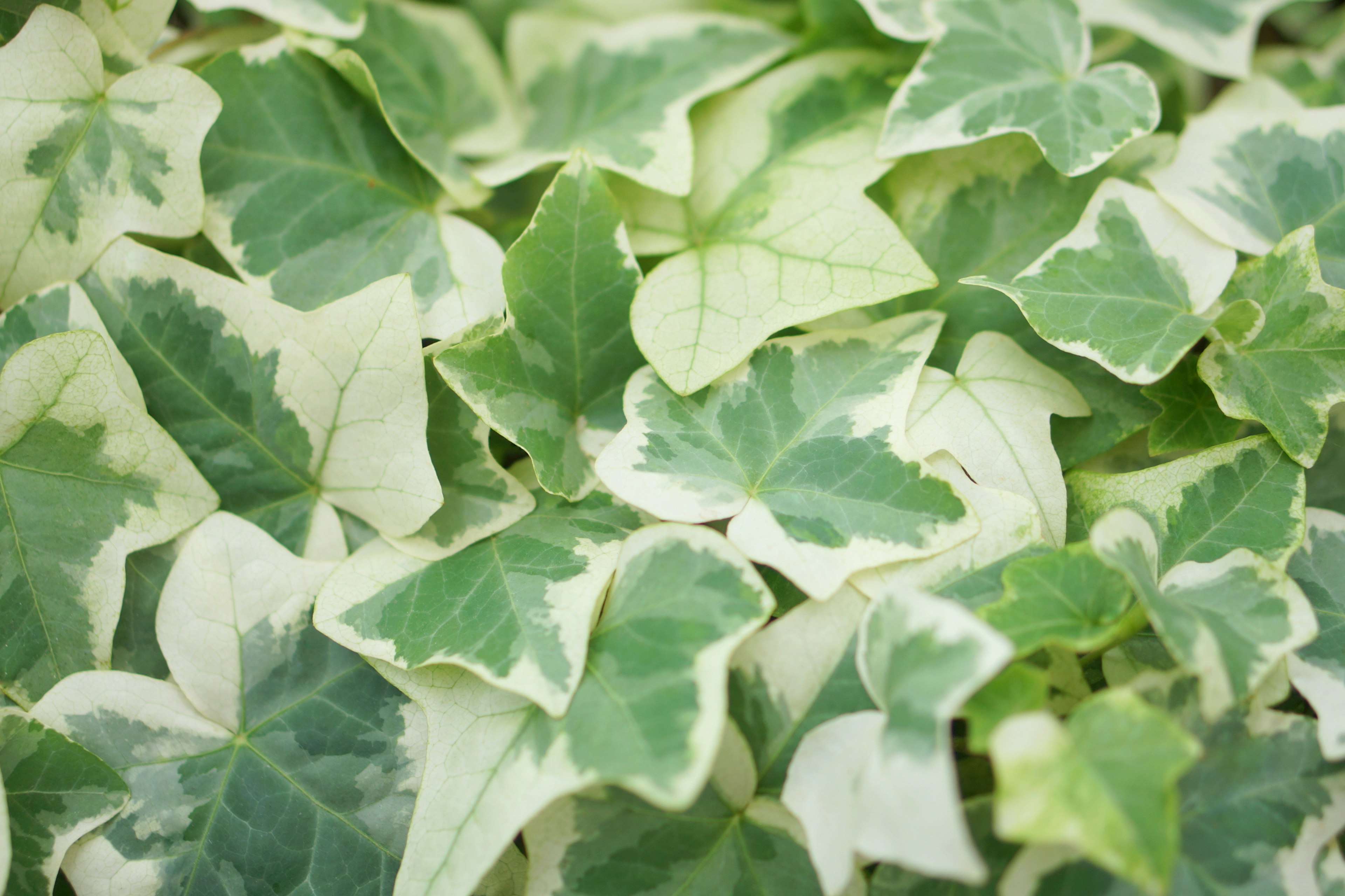 Close-up of green and white ivy leaves densely packed