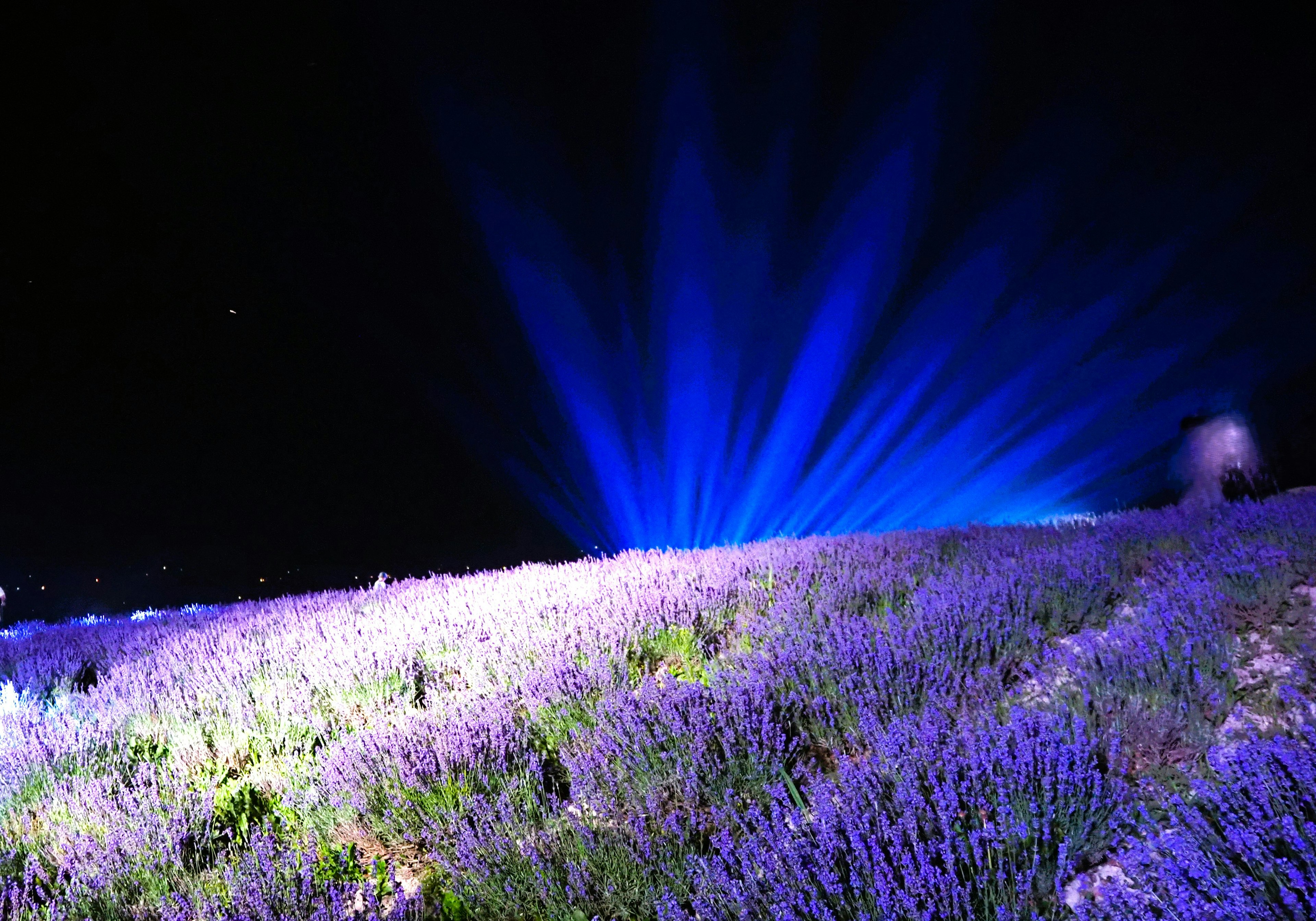 Champ de lavande éclairé par des lumières bleues la nuit