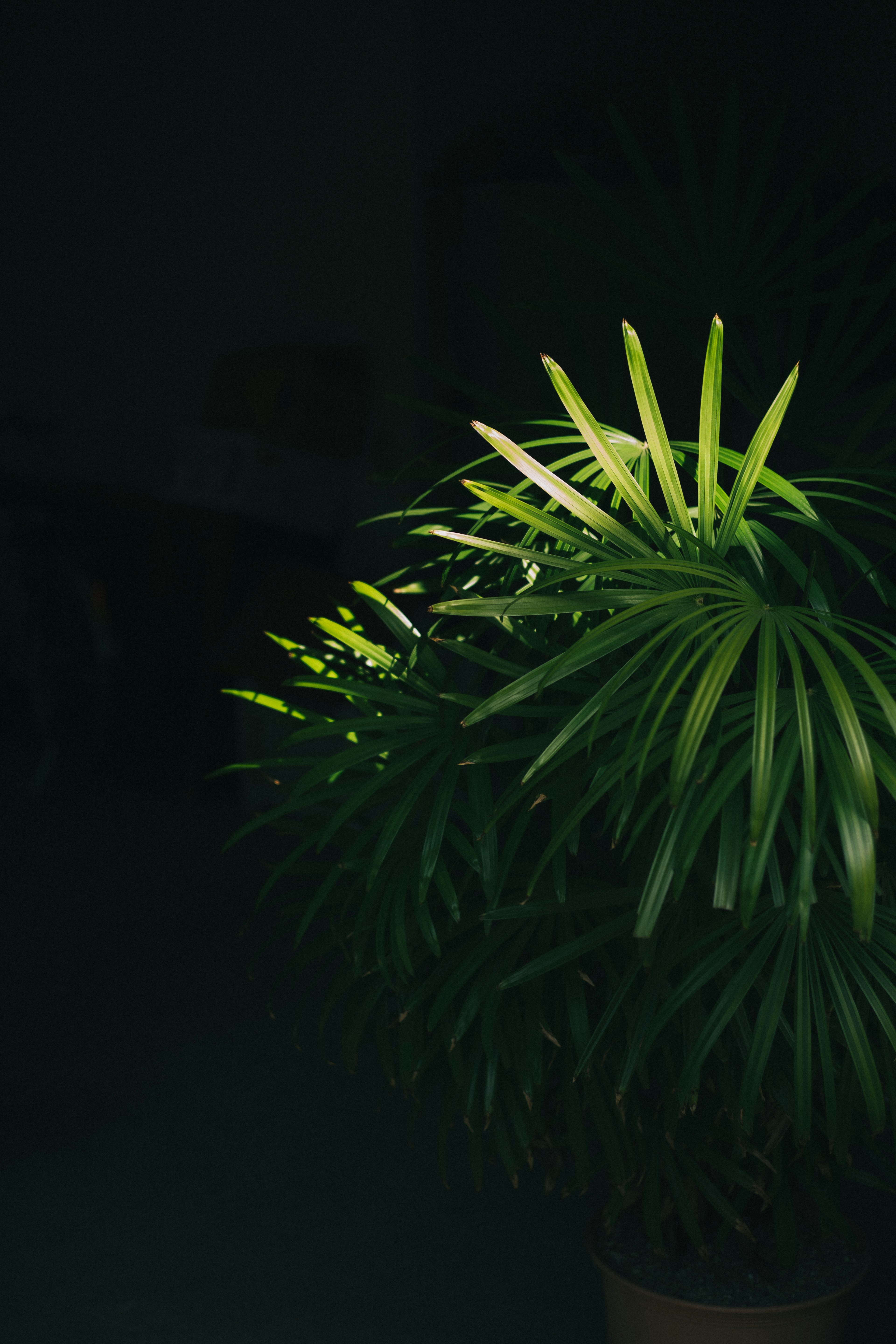 Una planta verde destaca contra un fondo oscuro