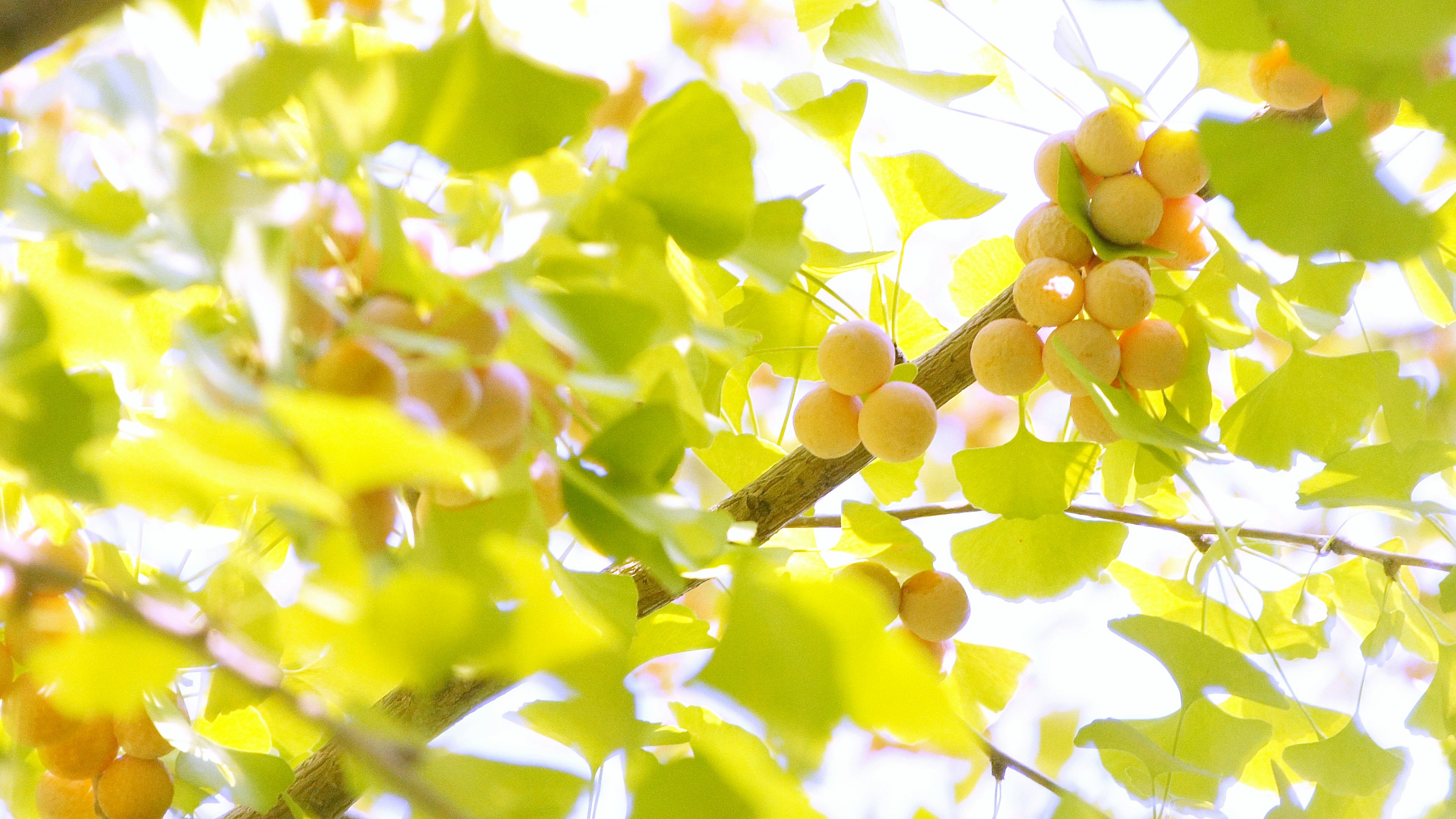 Fondo brillante con frutas amarillas y hojas verdes