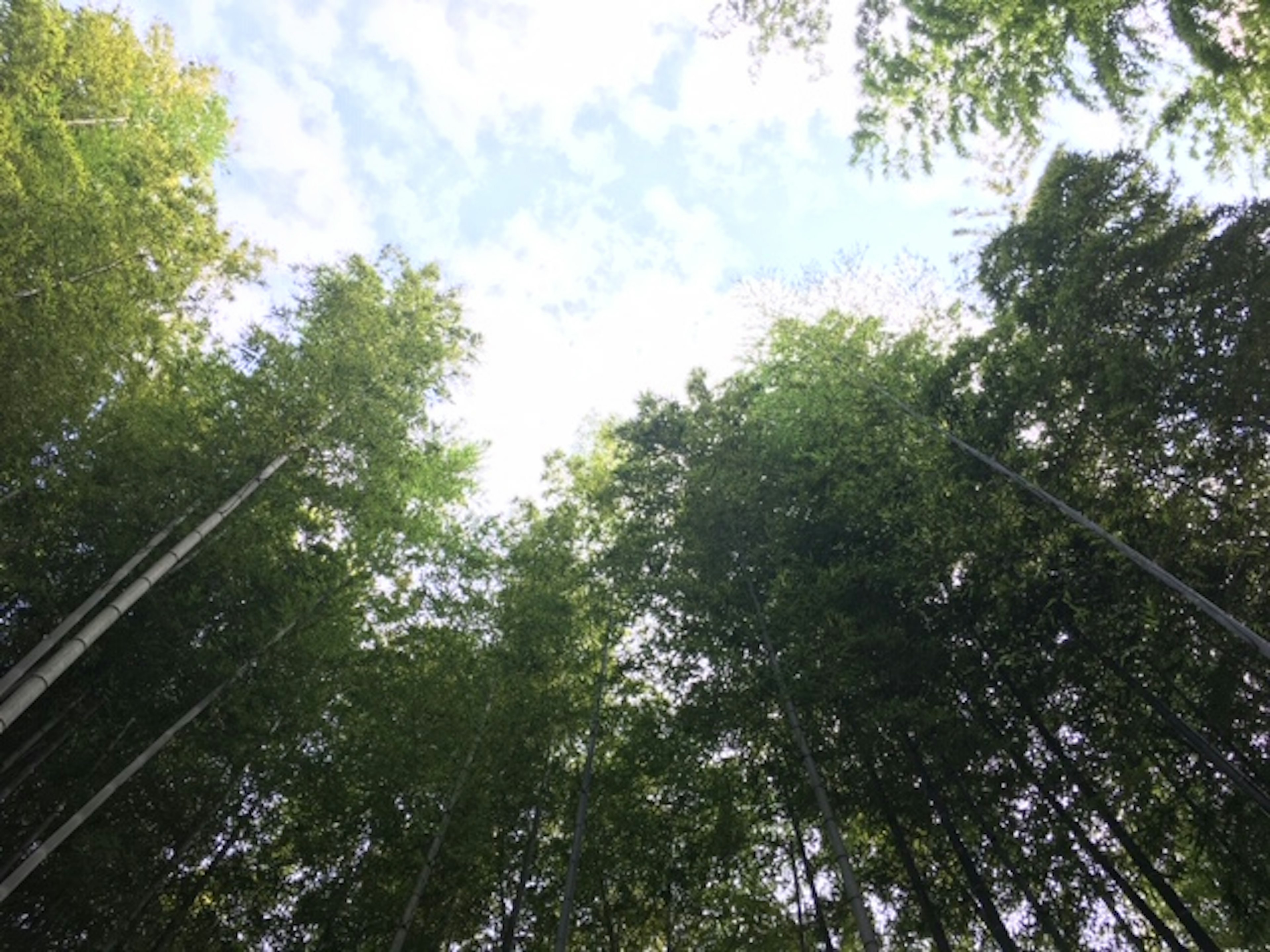 竹林の上を見上げた写真、青空と雲が見える