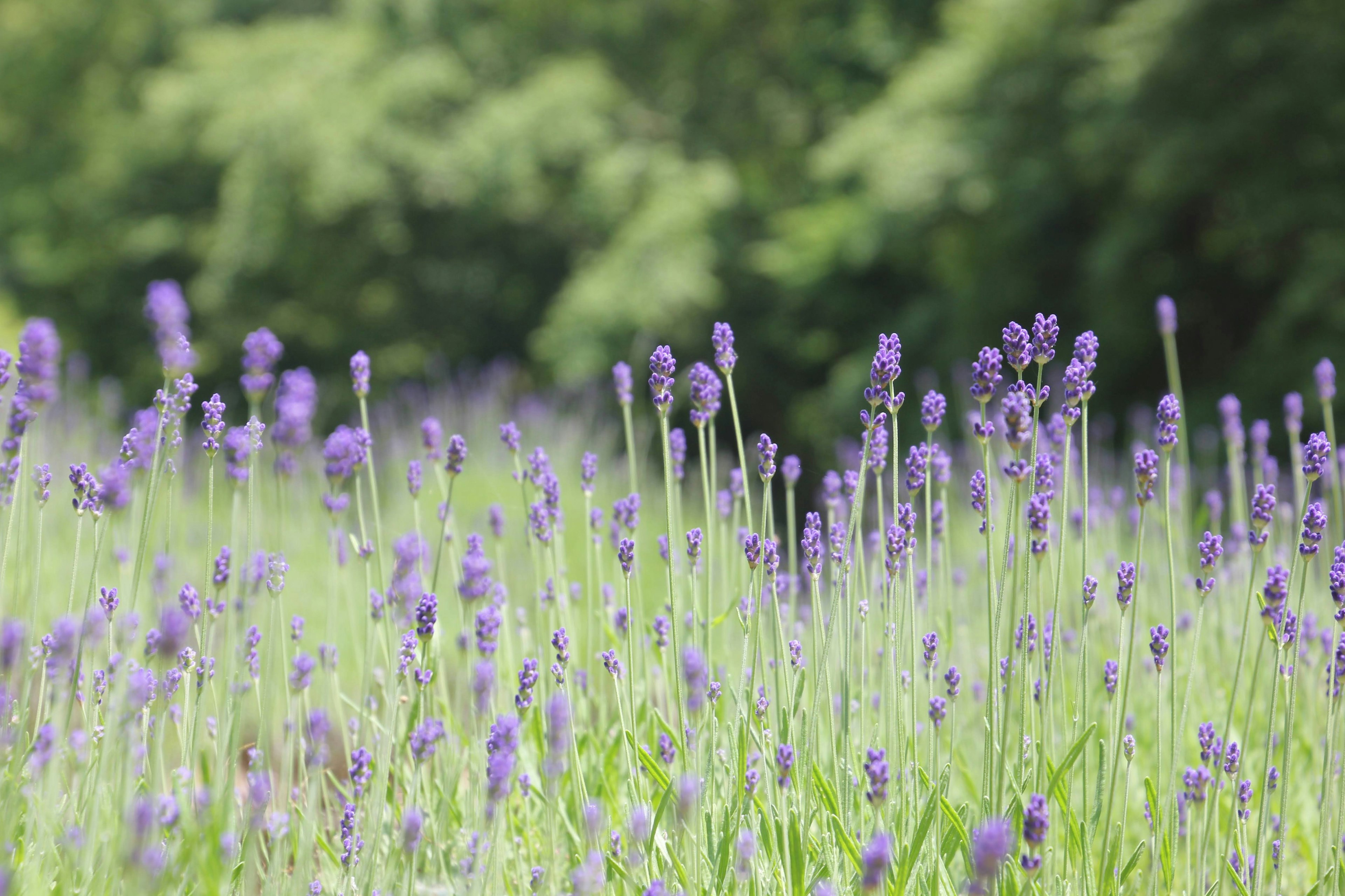 ทุ่งลาเวนเดอร์ที่บานสะพรั่งด้วยดอกไม้สีม่วงและพื้นหลังสีเขียว