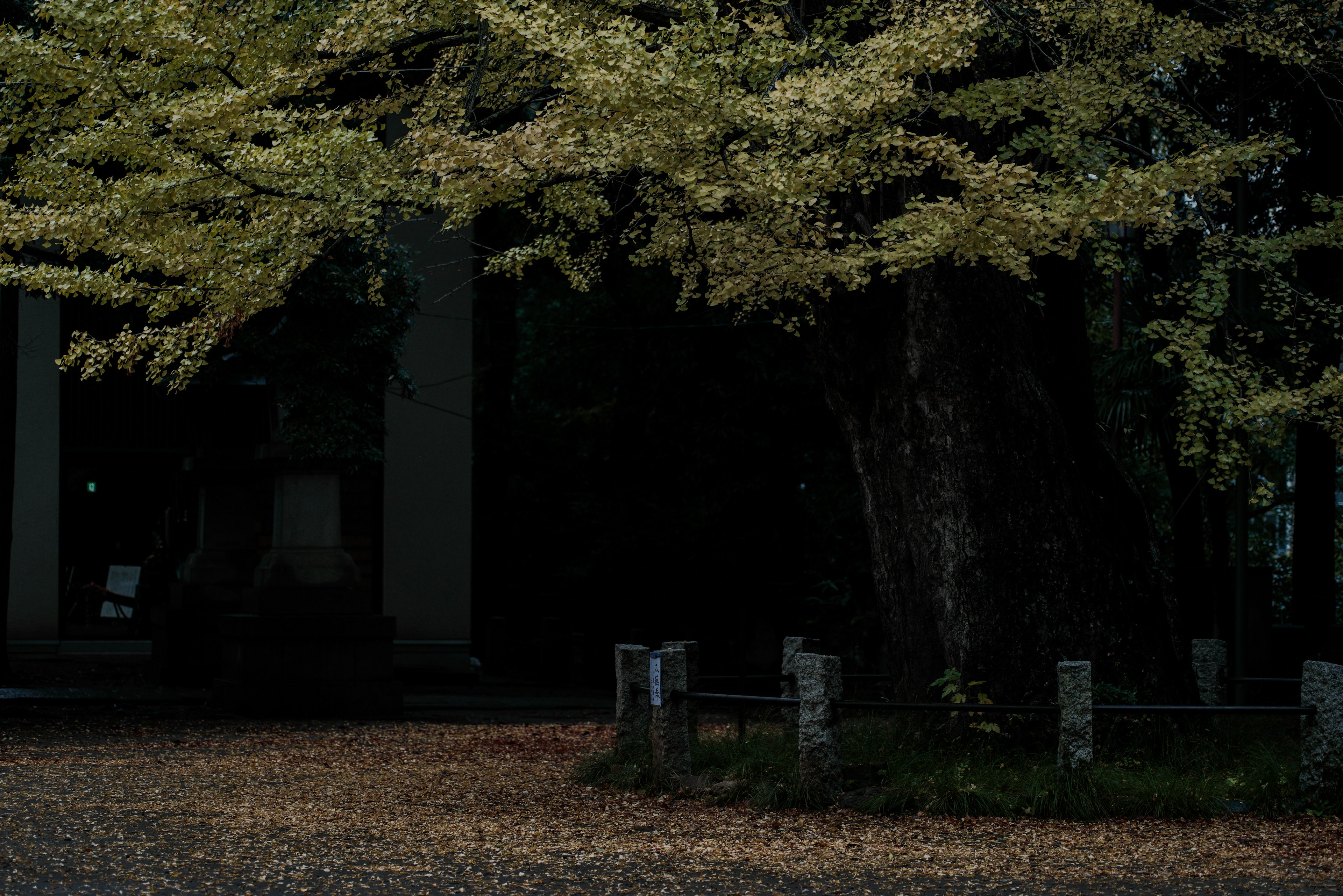 Grand arbre avec des feuilles sur un fond sombre et des feuilles tombées