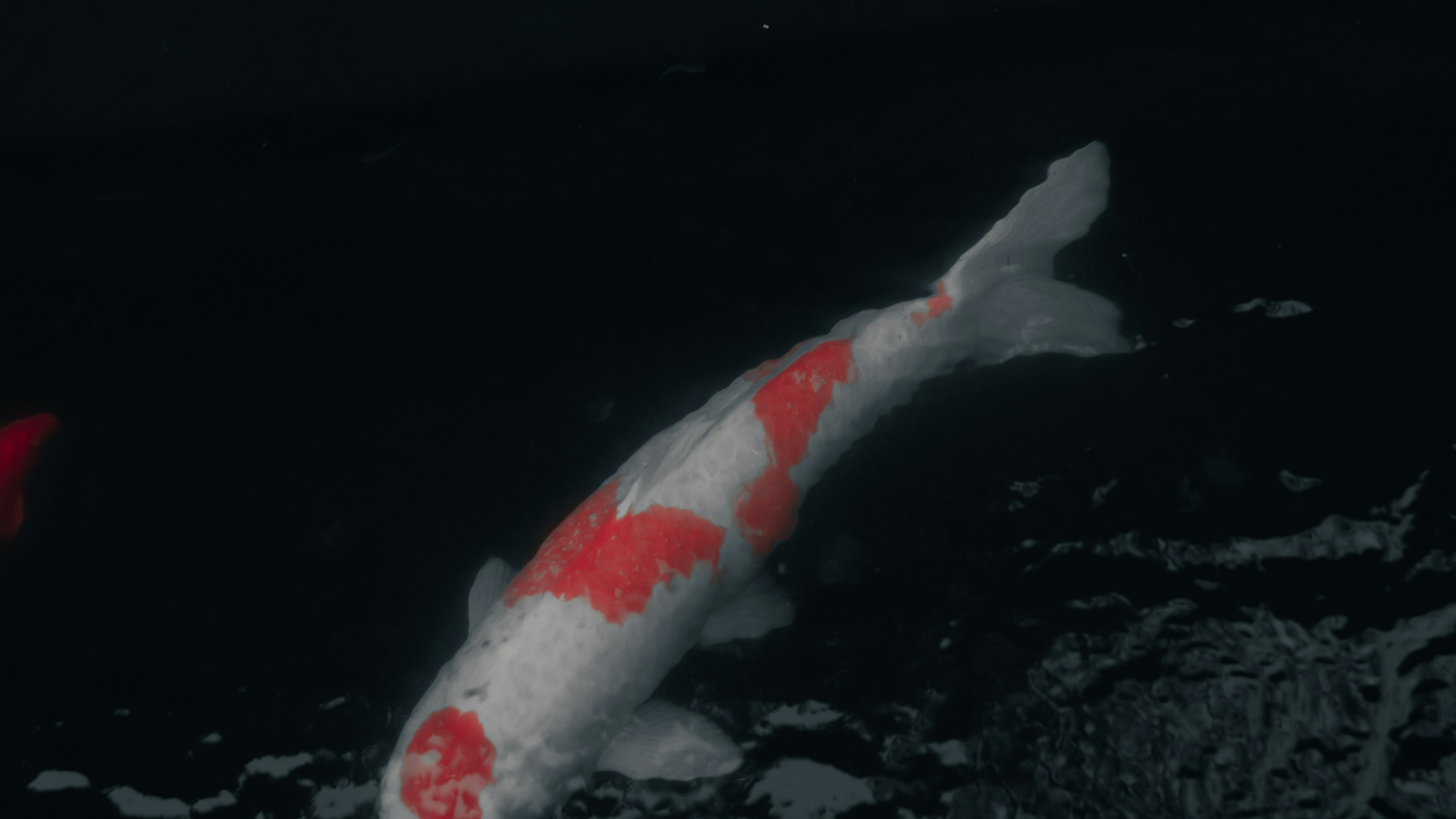 A beautiful koi fish with red and white patterns swimming in water