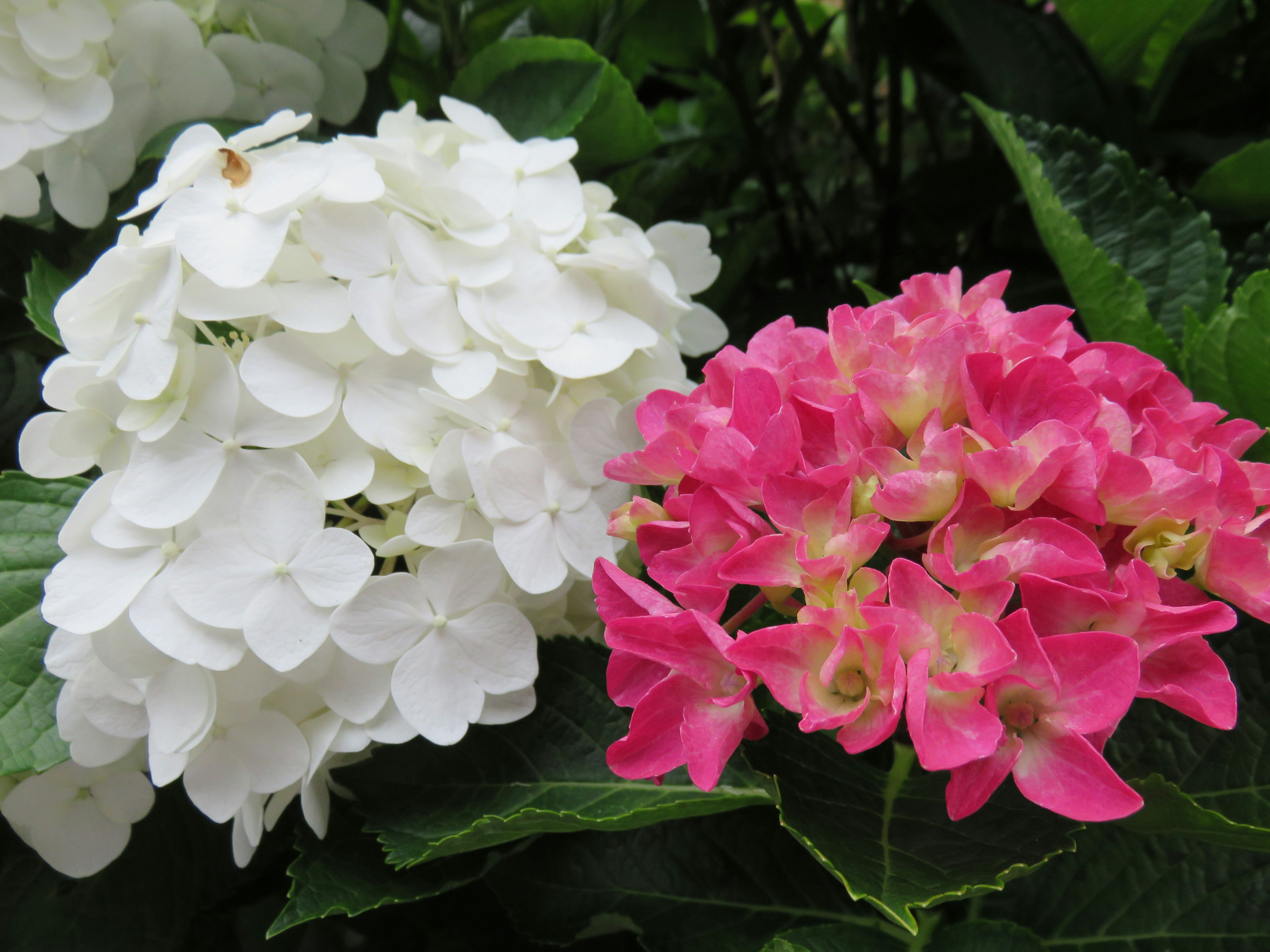 Hortensia blanc et hortensia rose en fleurs côte à côte