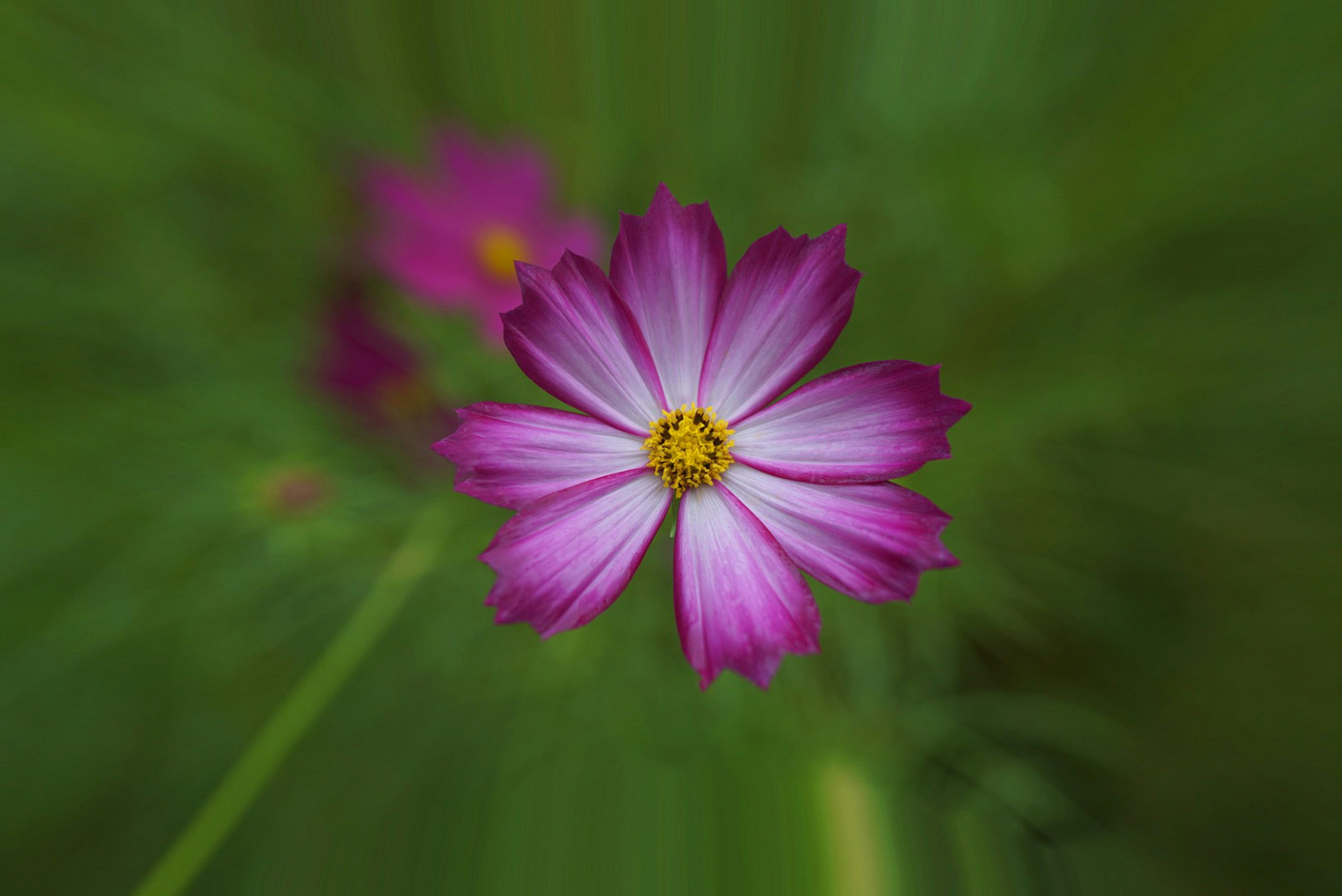 A pink flower with a yellow center stands out against a green background