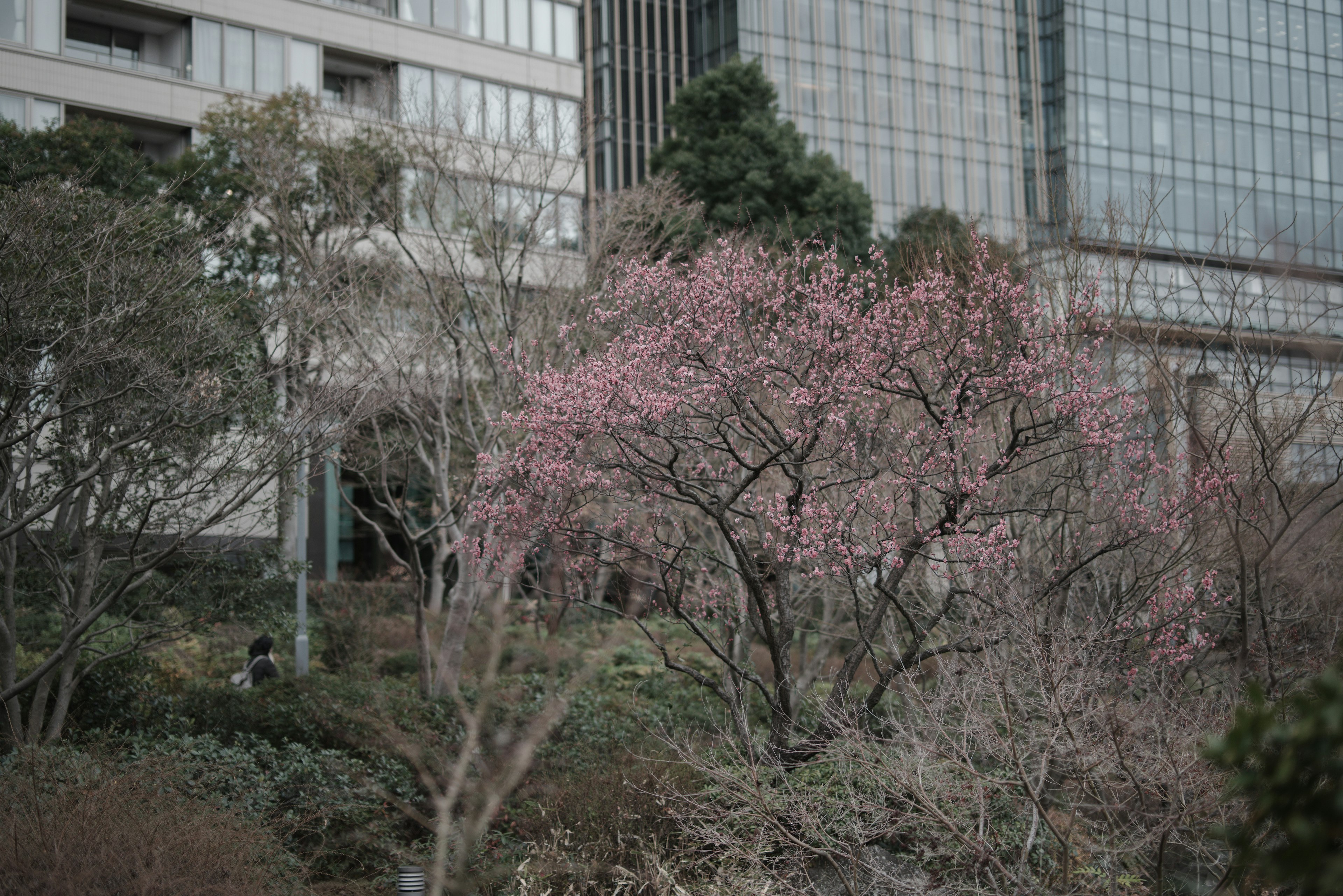 Arbre de cerisier dans un paysage urbain avec des bâtiments