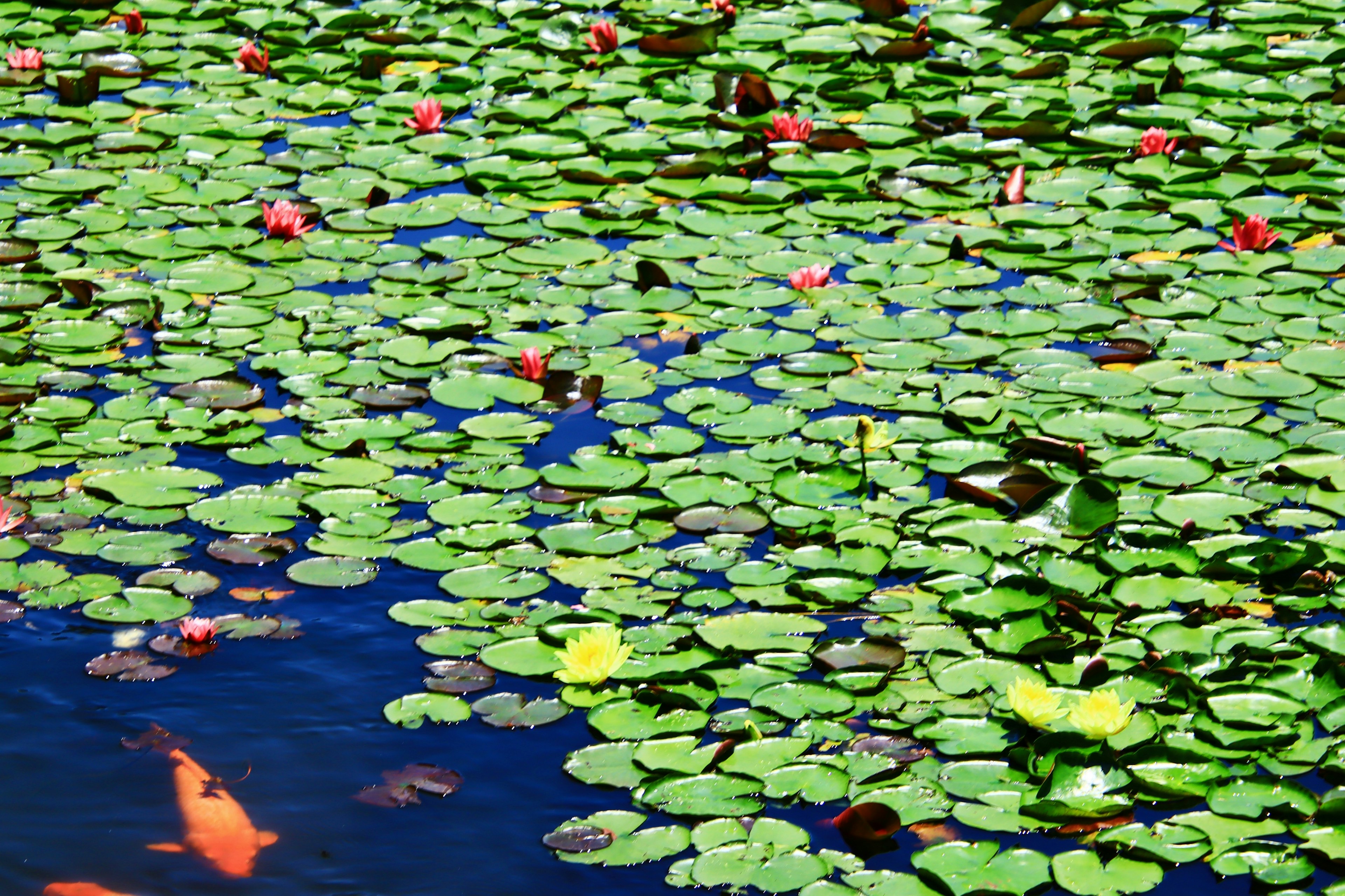 Green lily pads and colorful flowers floating on the water surface