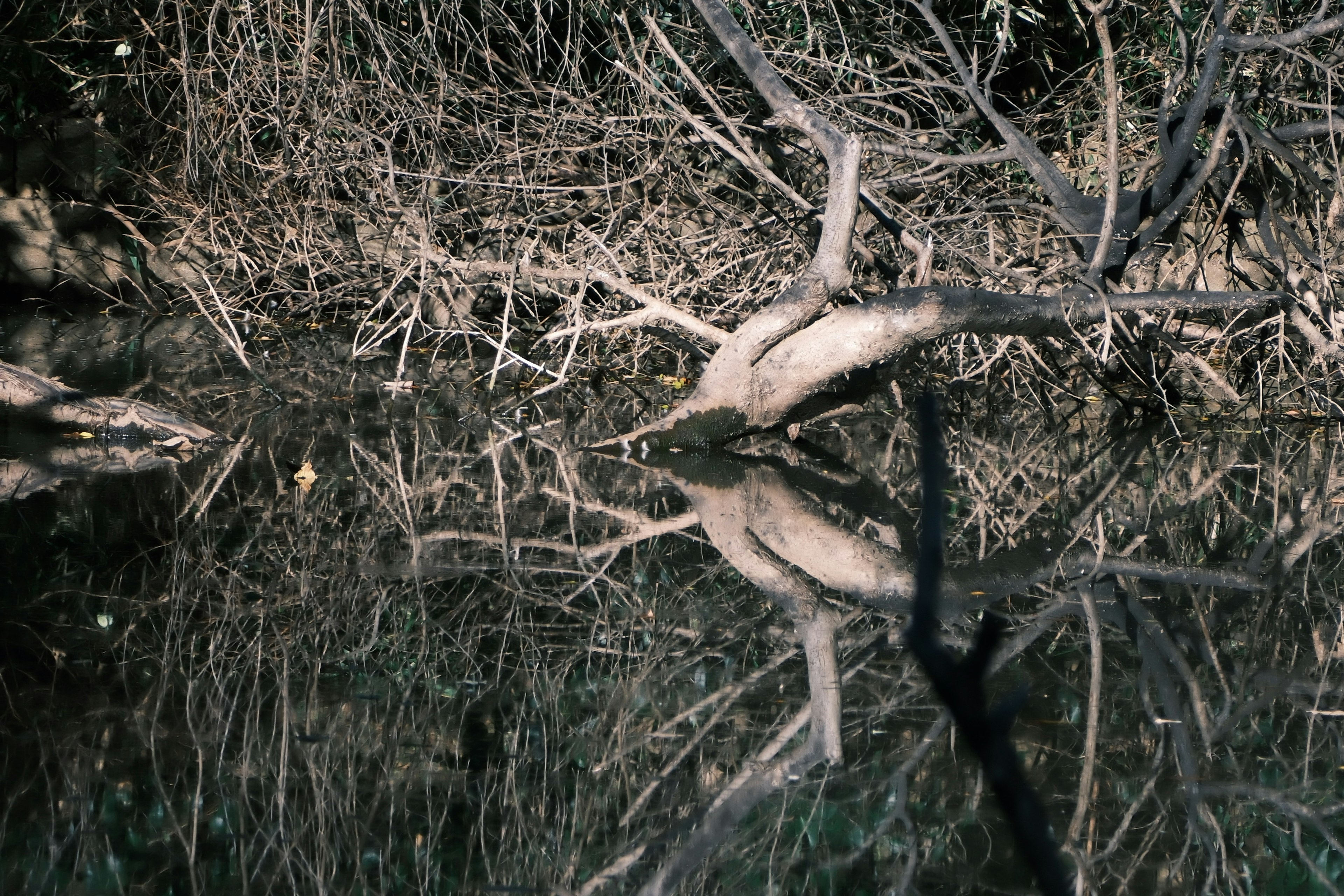 Reflection of branches and underbrush on water surface