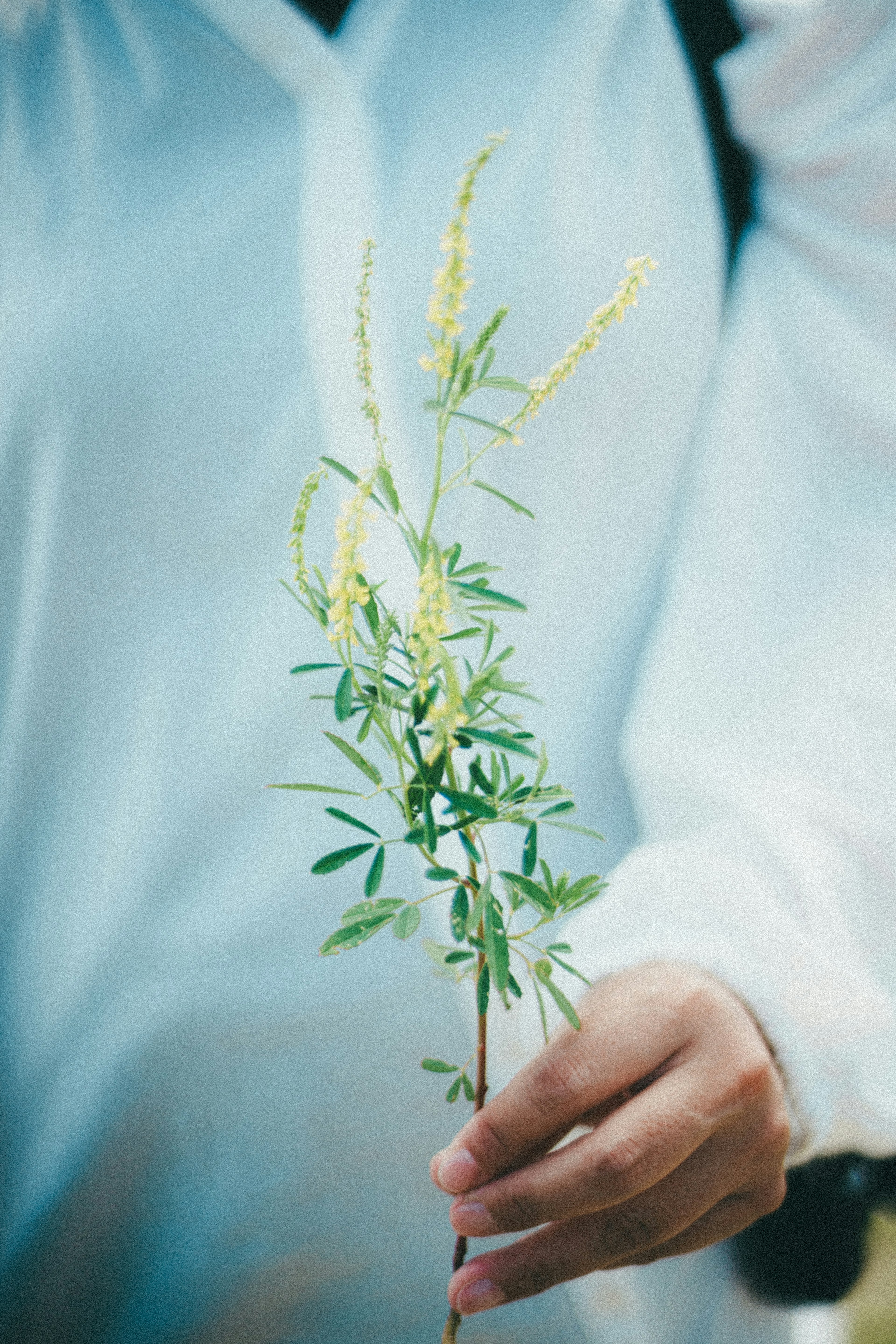 Eine Hand hält einen Zweig mit grünen Blättern und gelben Blumen, die ein weißes Hemd trägt