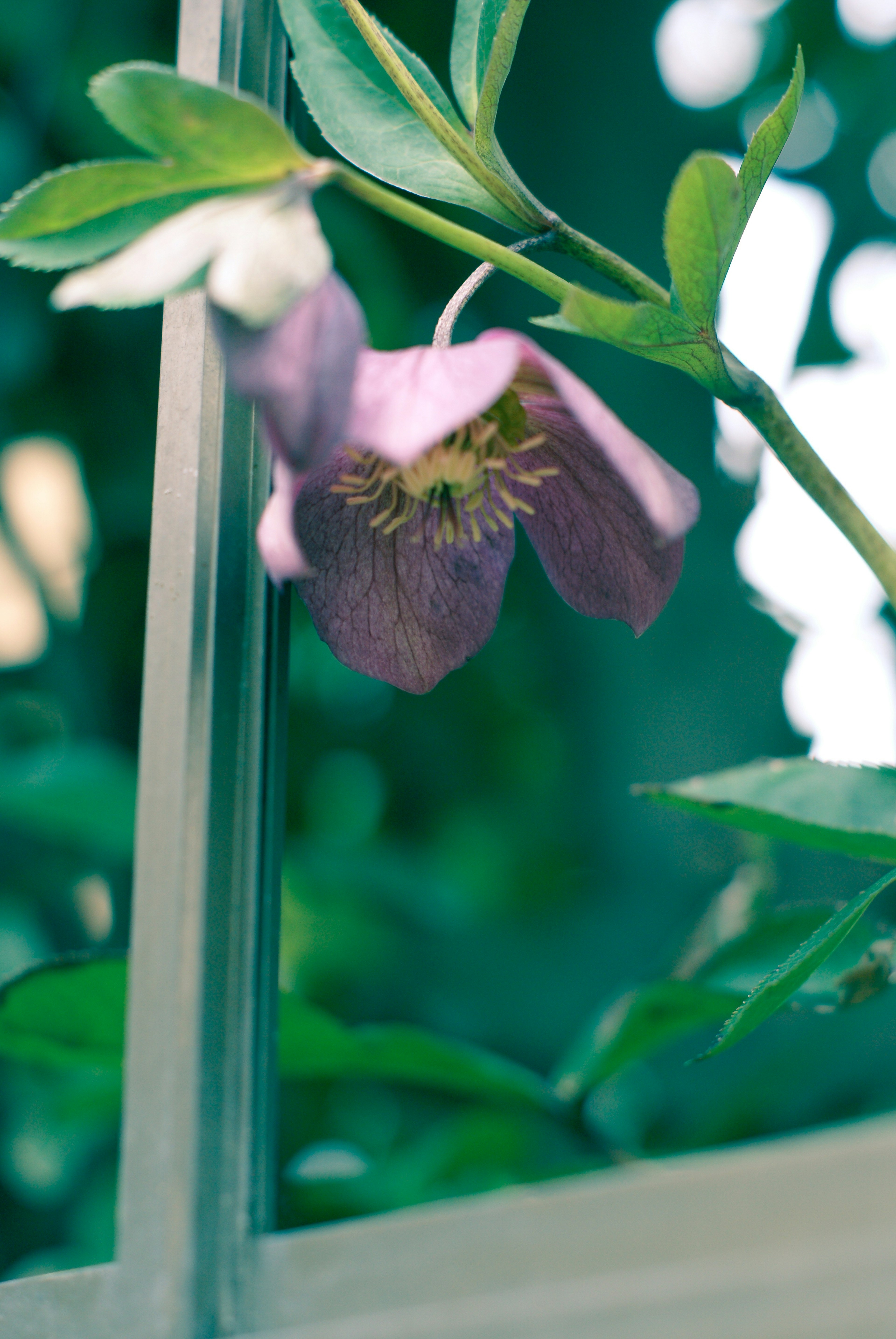 窓の近くにある紫色の花と緑の葉