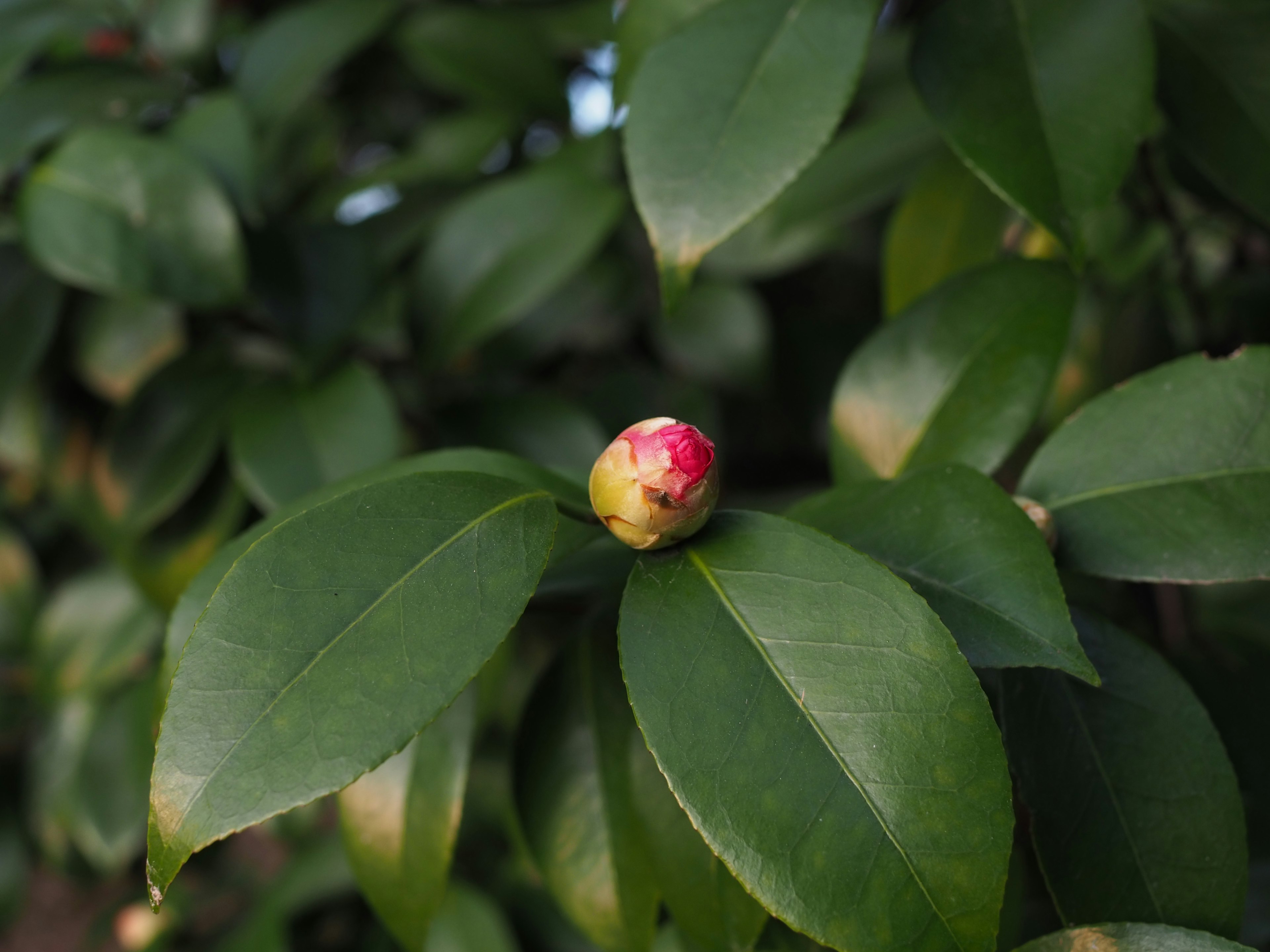 Brote de camelia rodeado de hojas verdes