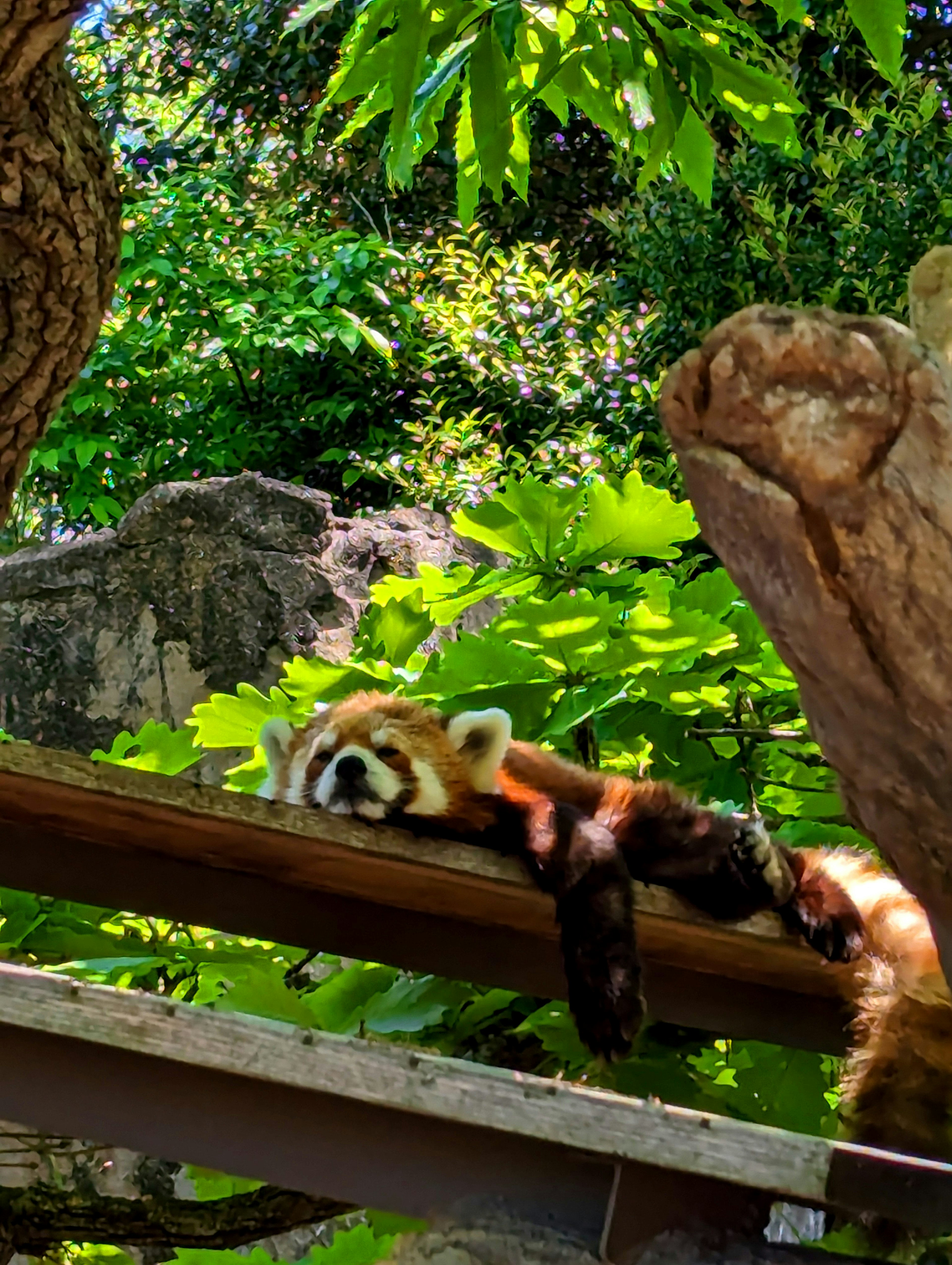 Red panda resting on a branch with lush green foliage