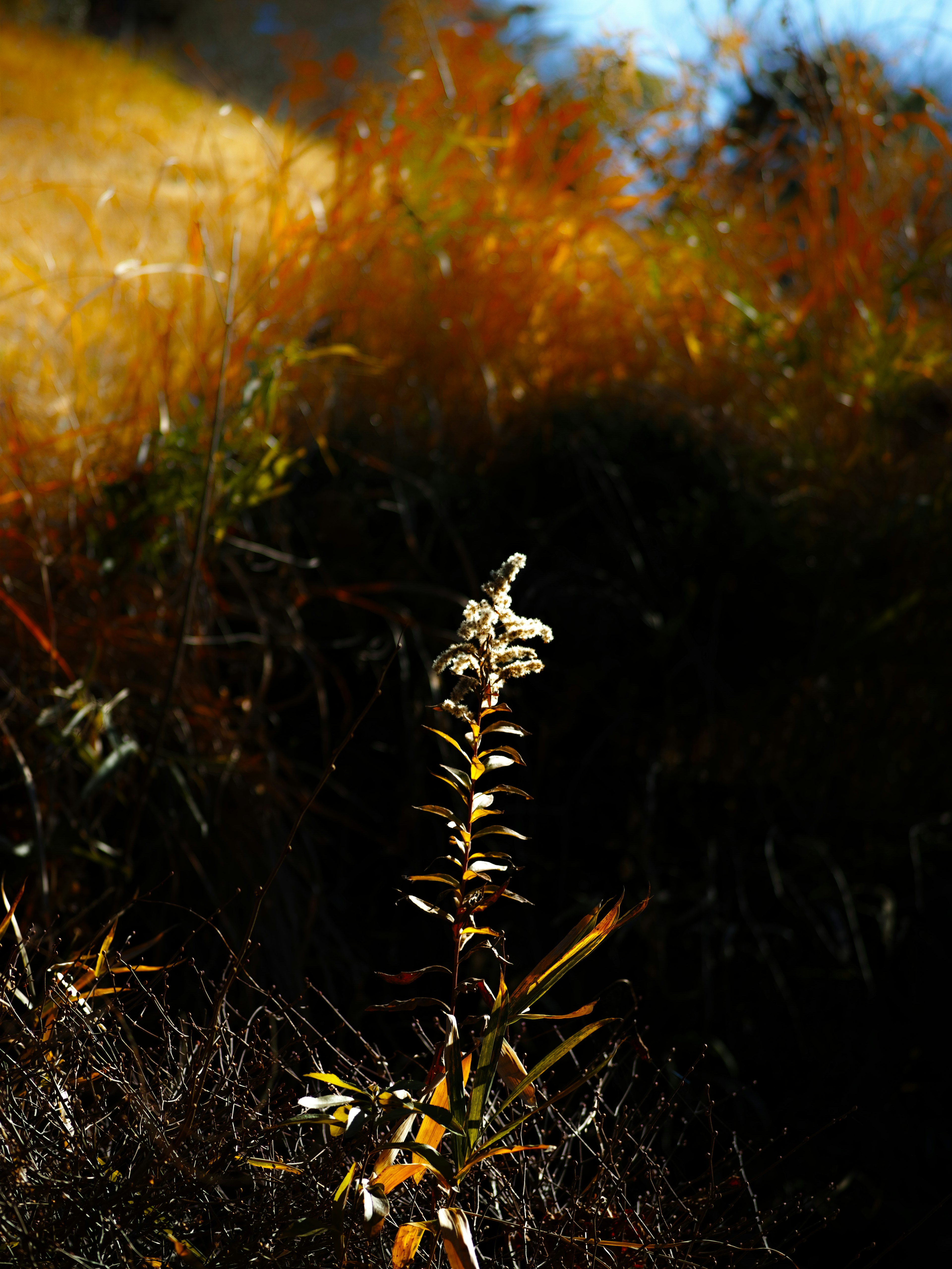 草原の中に立つ細長い植物の茎と背景のオレンジ色の草