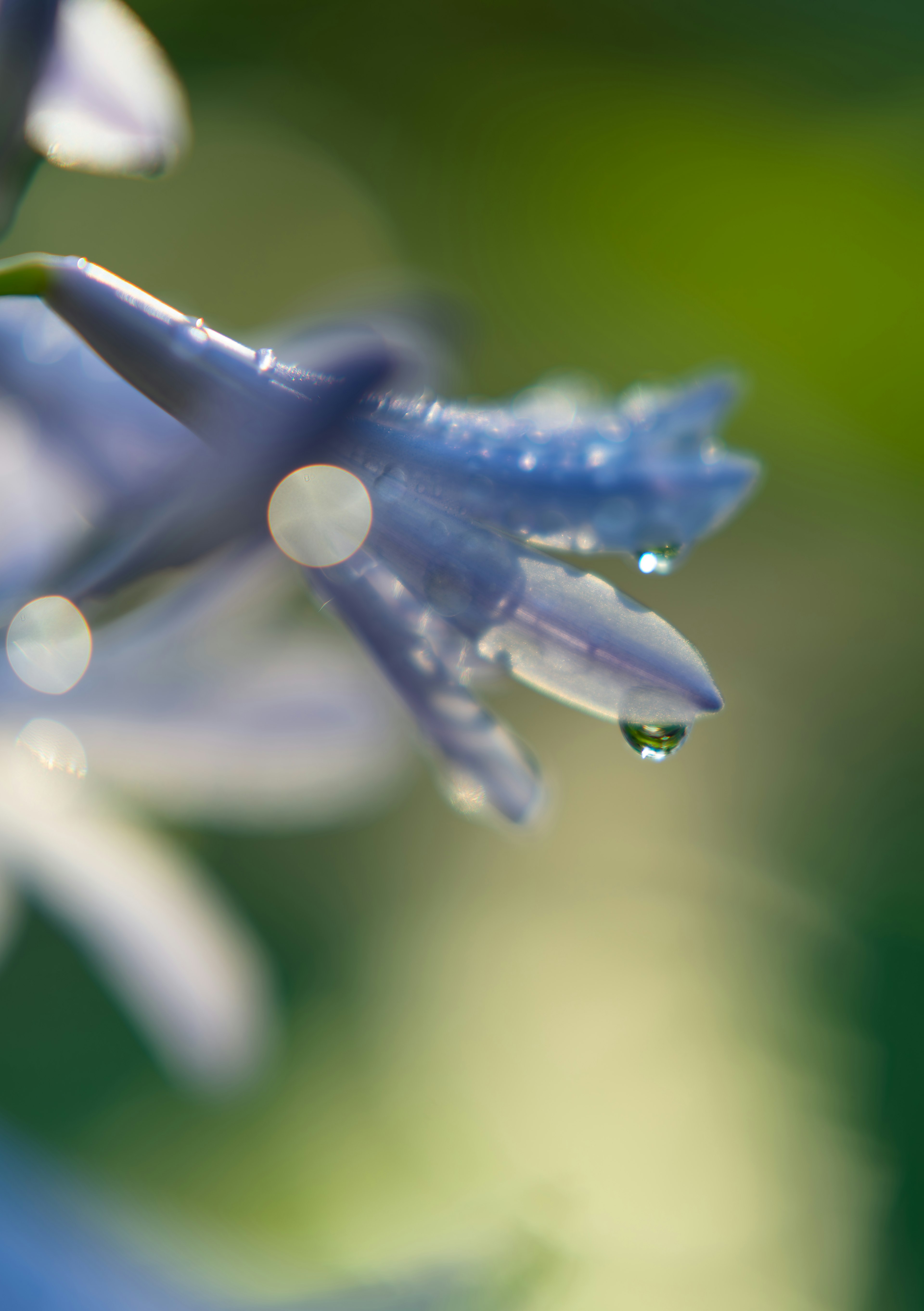 Acercamiento de una flor azul con una gota de agua