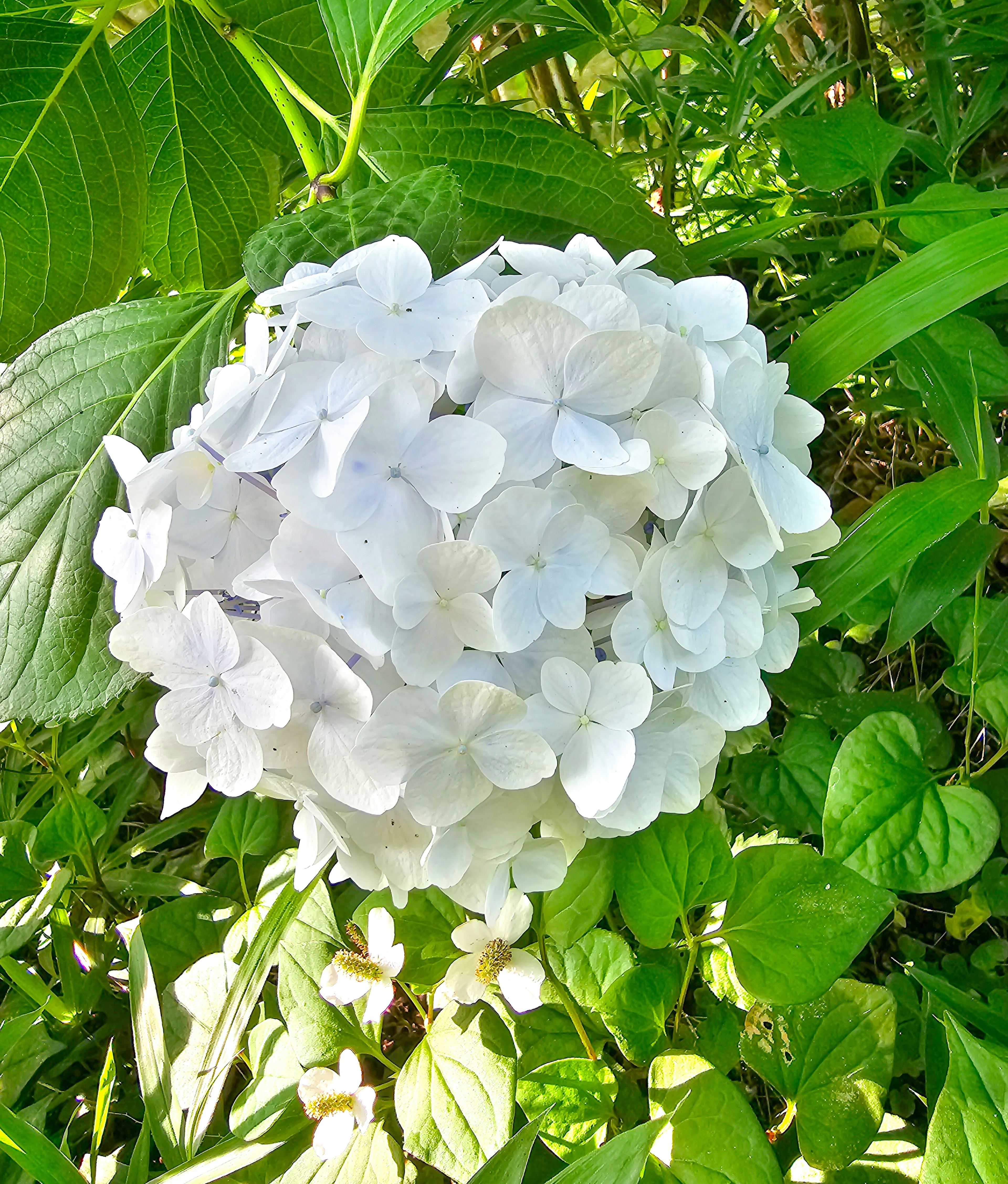 Ein Cluster weißer Hortensienblüten umgeben von grünen Blättern