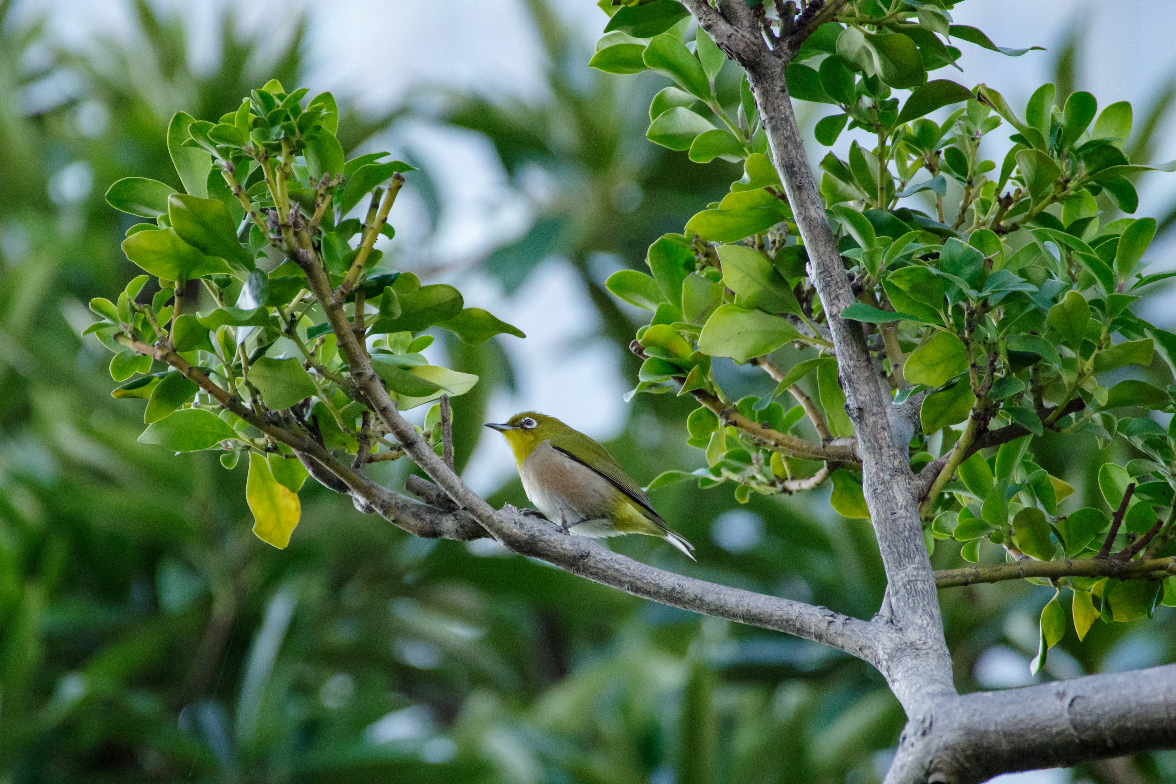 Un petit oiseau perché sur une branche d'arbre avec des feuilles vertes