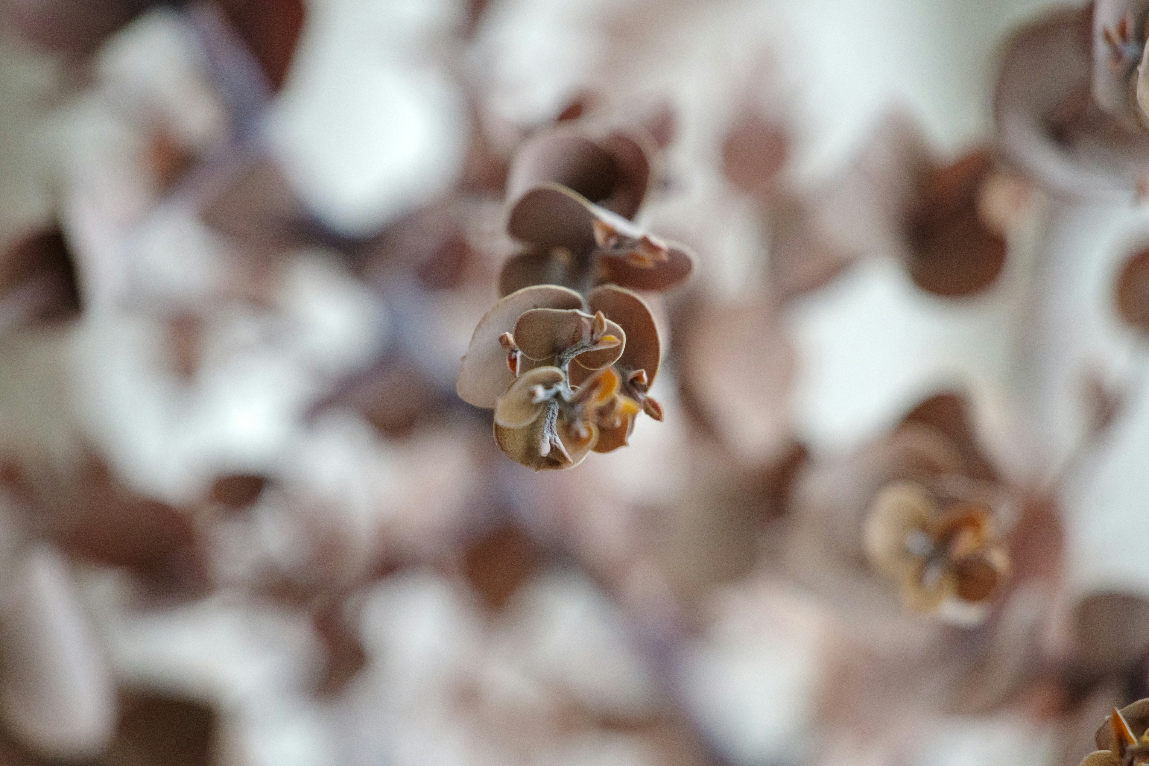 Image en gros plan d'une fleur brune avec un arrière-plan flou