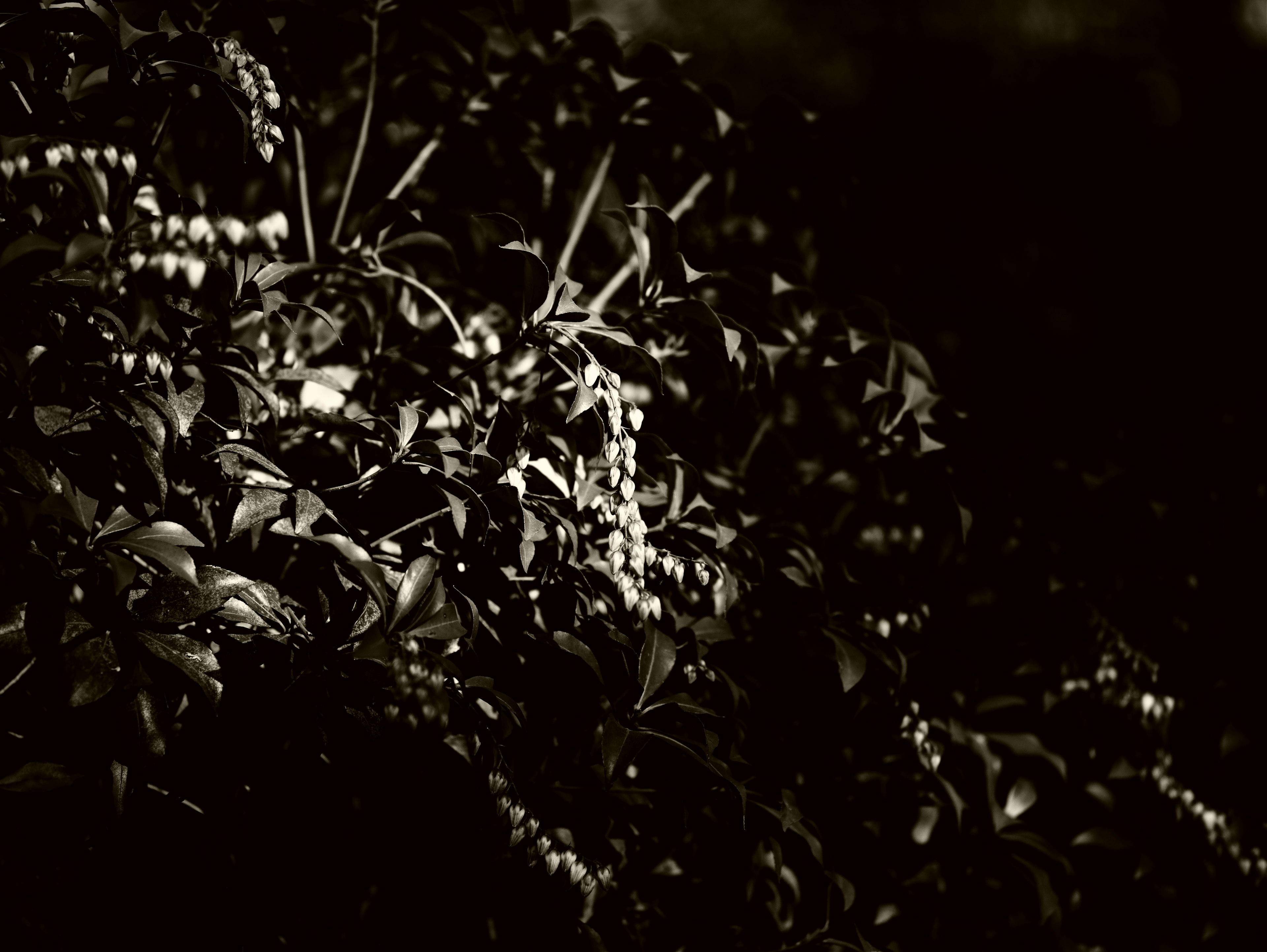 Detalles de hojas y flores sobre un fondo oscuro