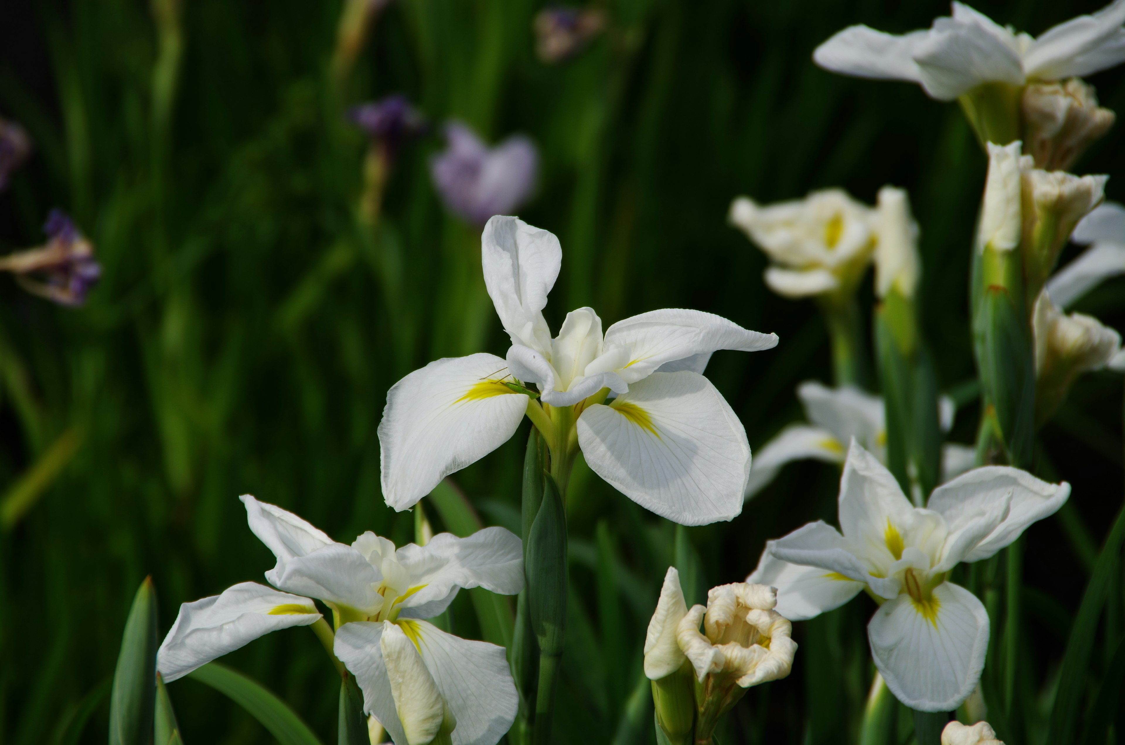 Insieme di fiori di iris con petali bianchi e foglie verdi