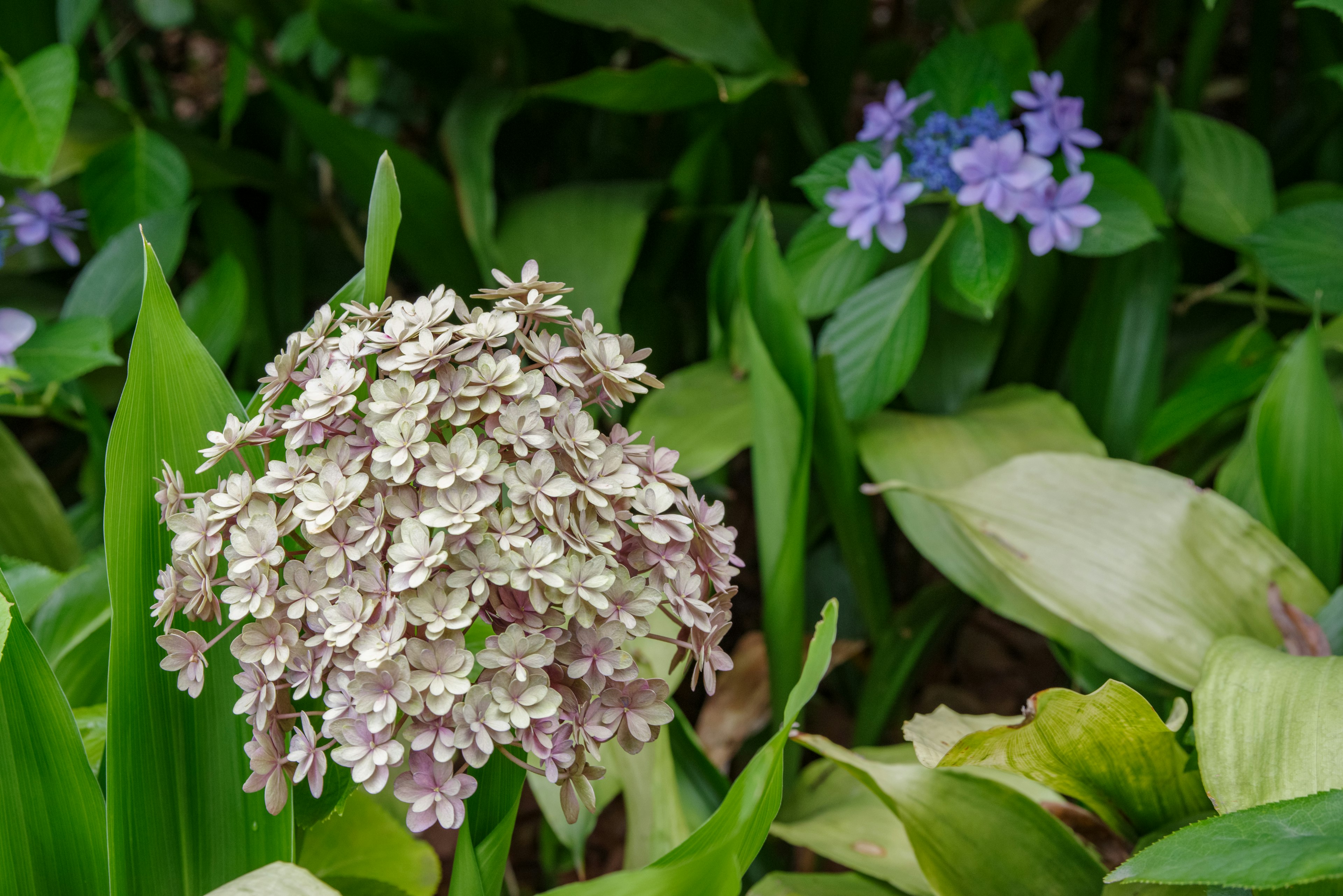 色とりどりの花が咲く緑の葉に囲まれた庭の風景